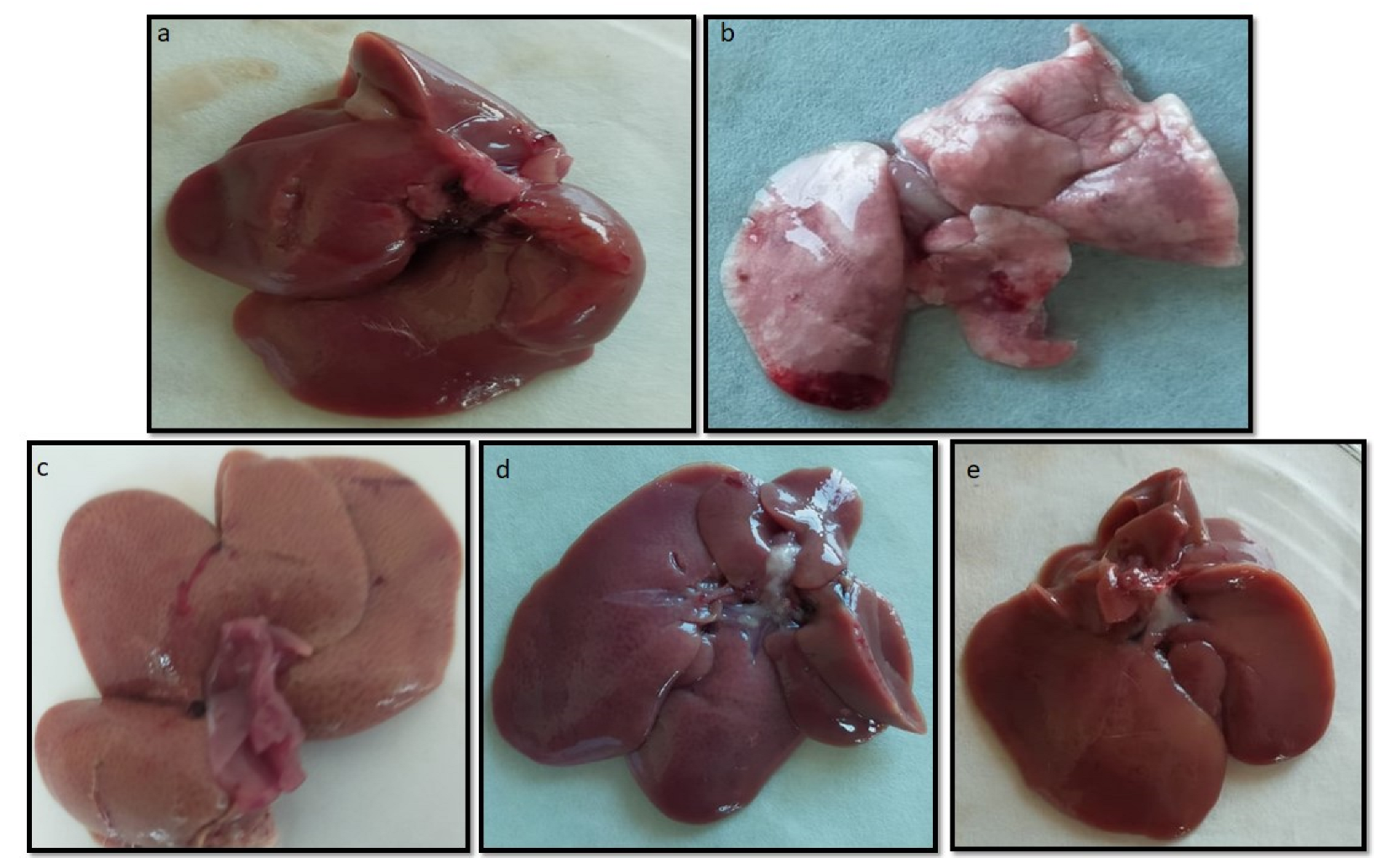 Pharmaceuticals 15 00492 g014