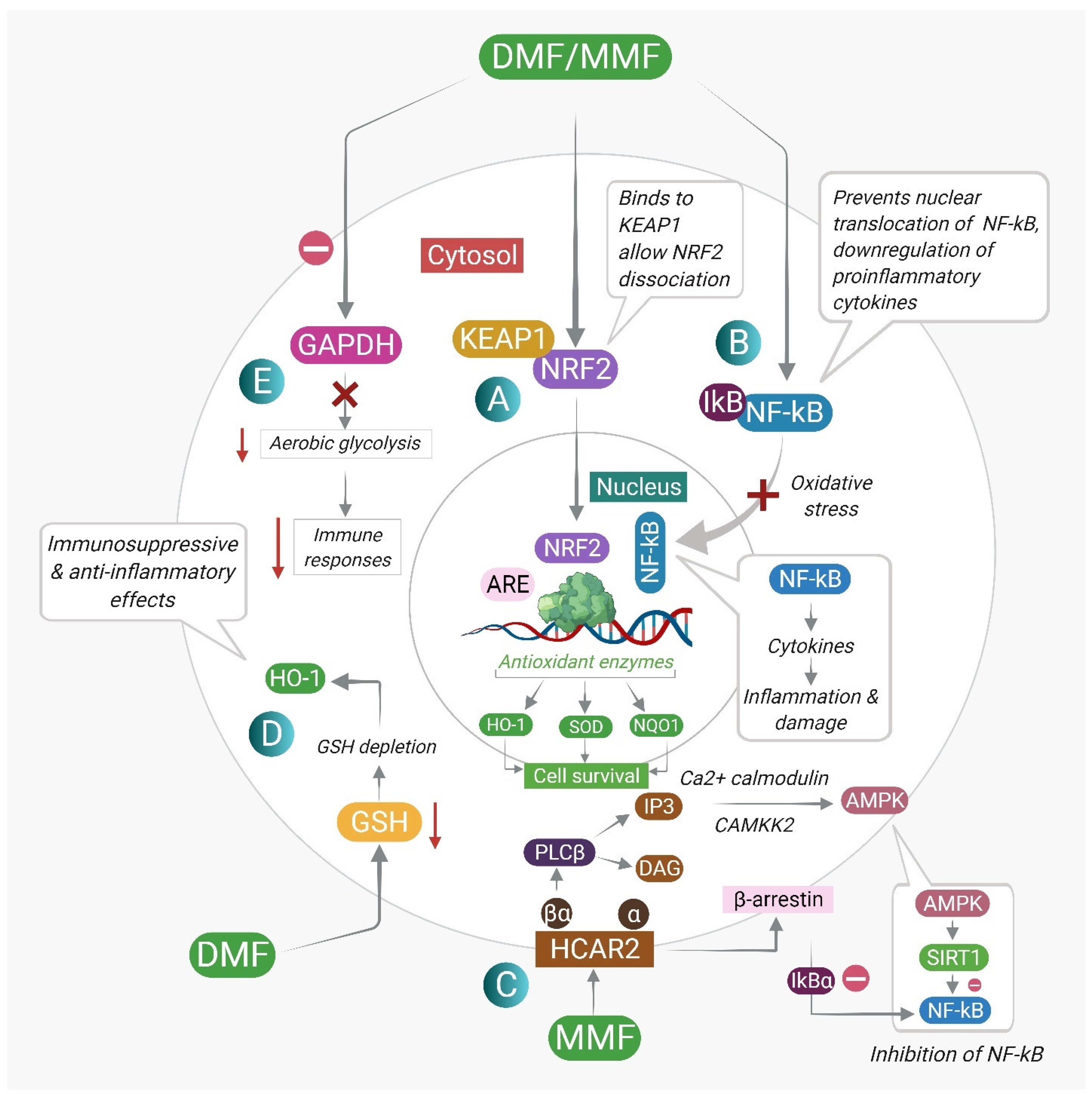 Pharmaceuticals 15 00497 g002