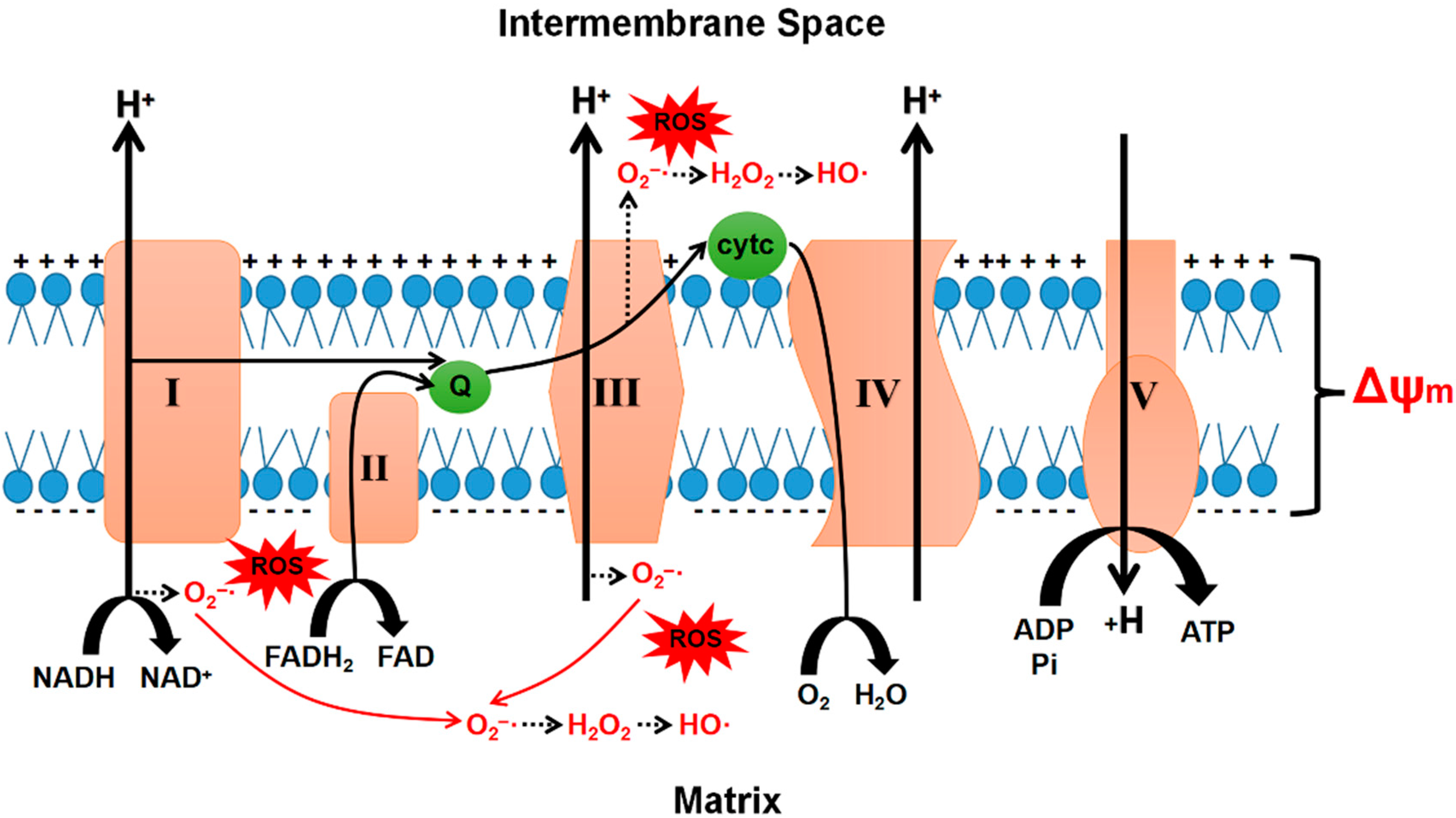 Pharmaceuticals 15 00519 g002