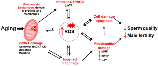 glutathione male fertility Sources of oxidative stress and antioxidant defense systems in Age-Related Decline of Male Fertility: