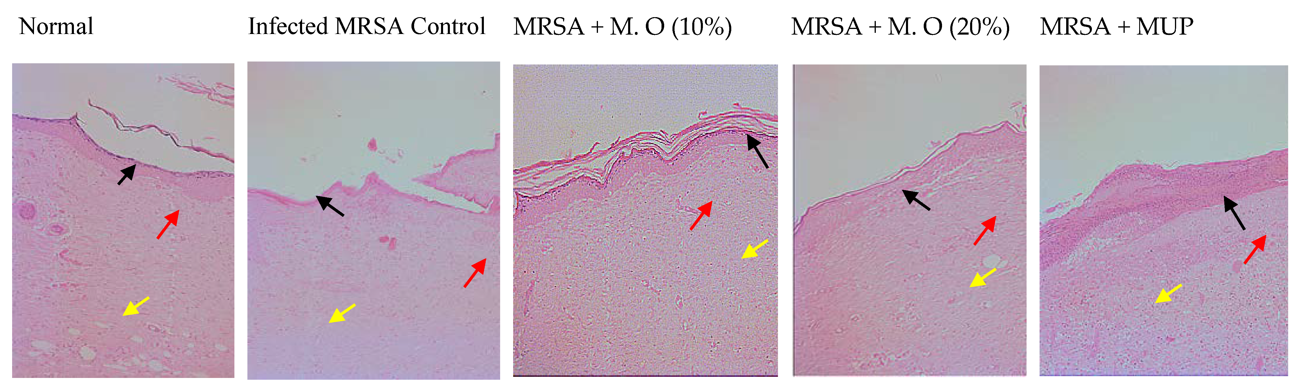 Pharmaceuticals 15 00528 g005 550
