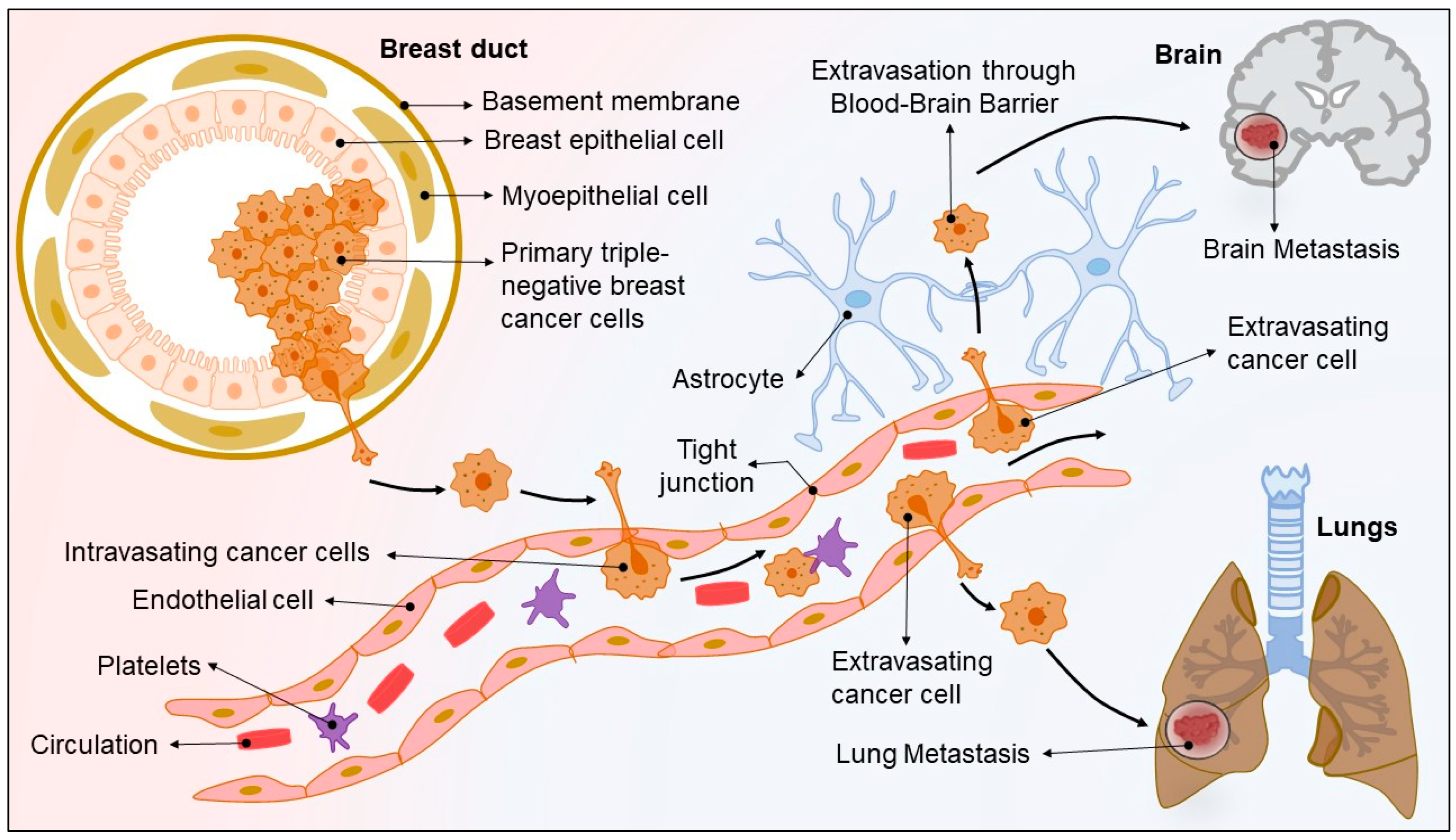 Pharmaceuticals 15 00542 g001 Pharmaceuticals 15 00542 g001