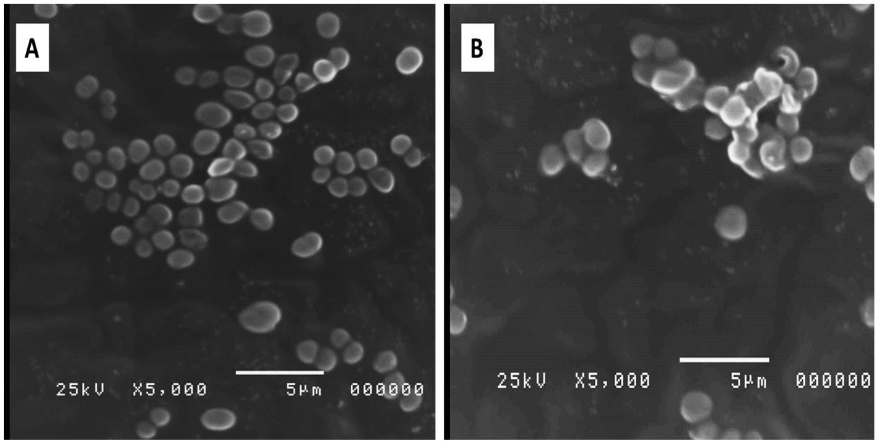 Pharmaceuticals 15 00549 g005