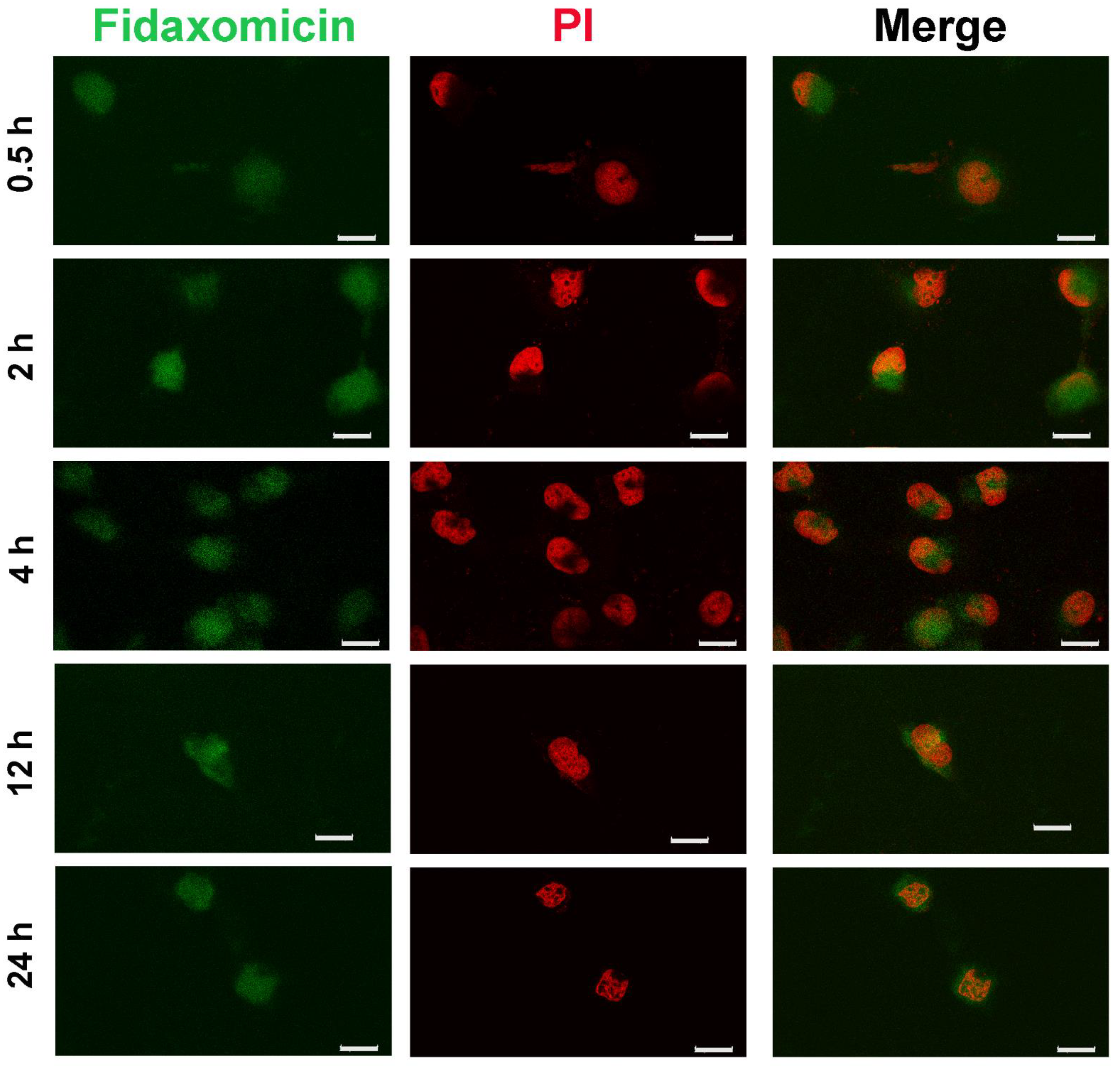 Pharmaceuticals 15 00556 g006