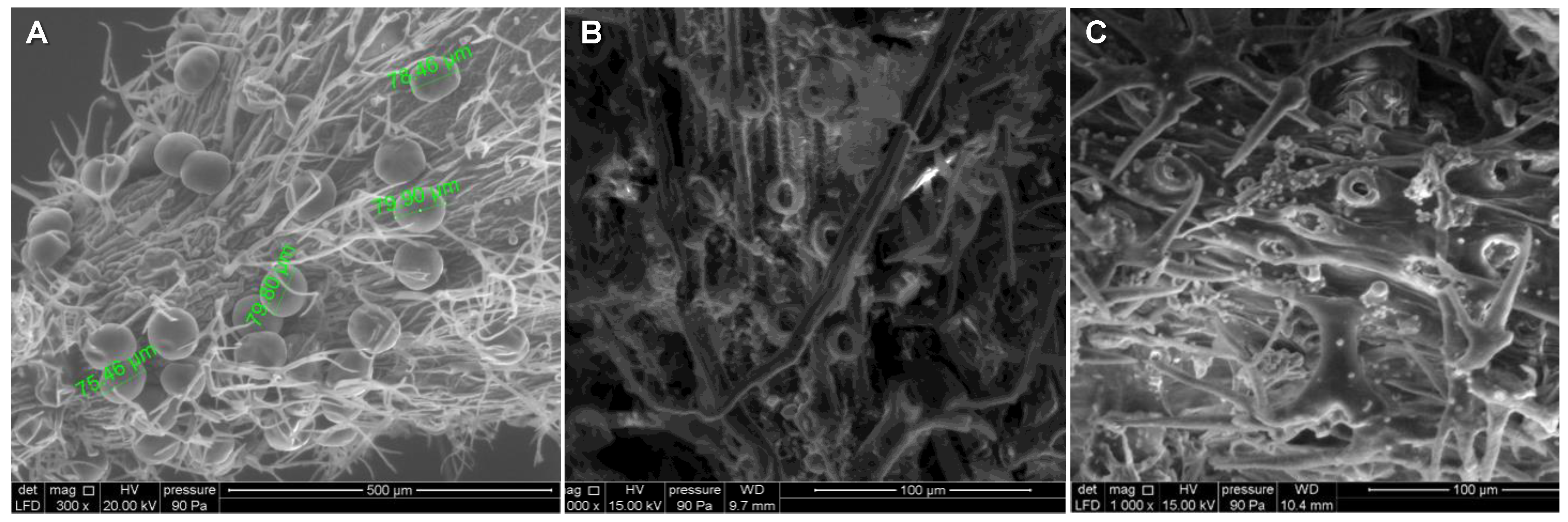 Pharmaceuticals 15 00567 g003