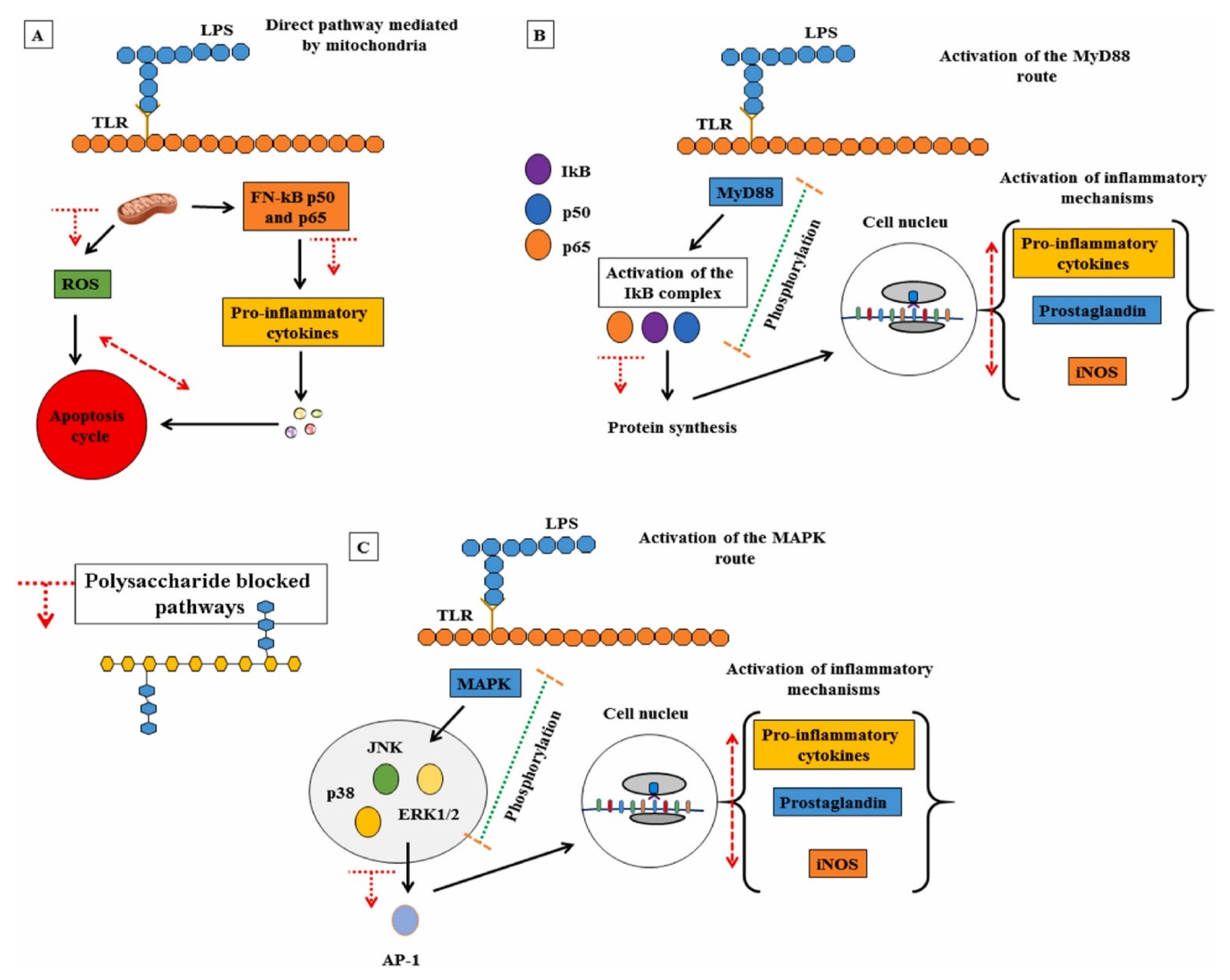 Pharmaceuticals 15 00581 g003