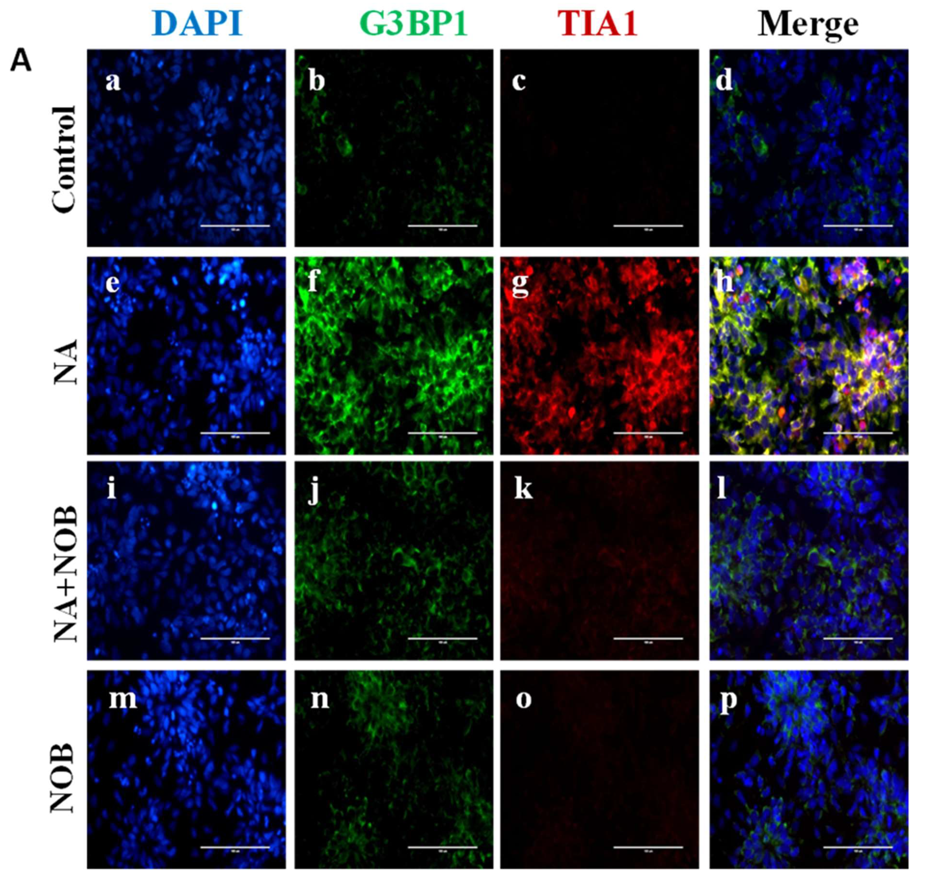 Pharmaceuticals 15 00593 g007a