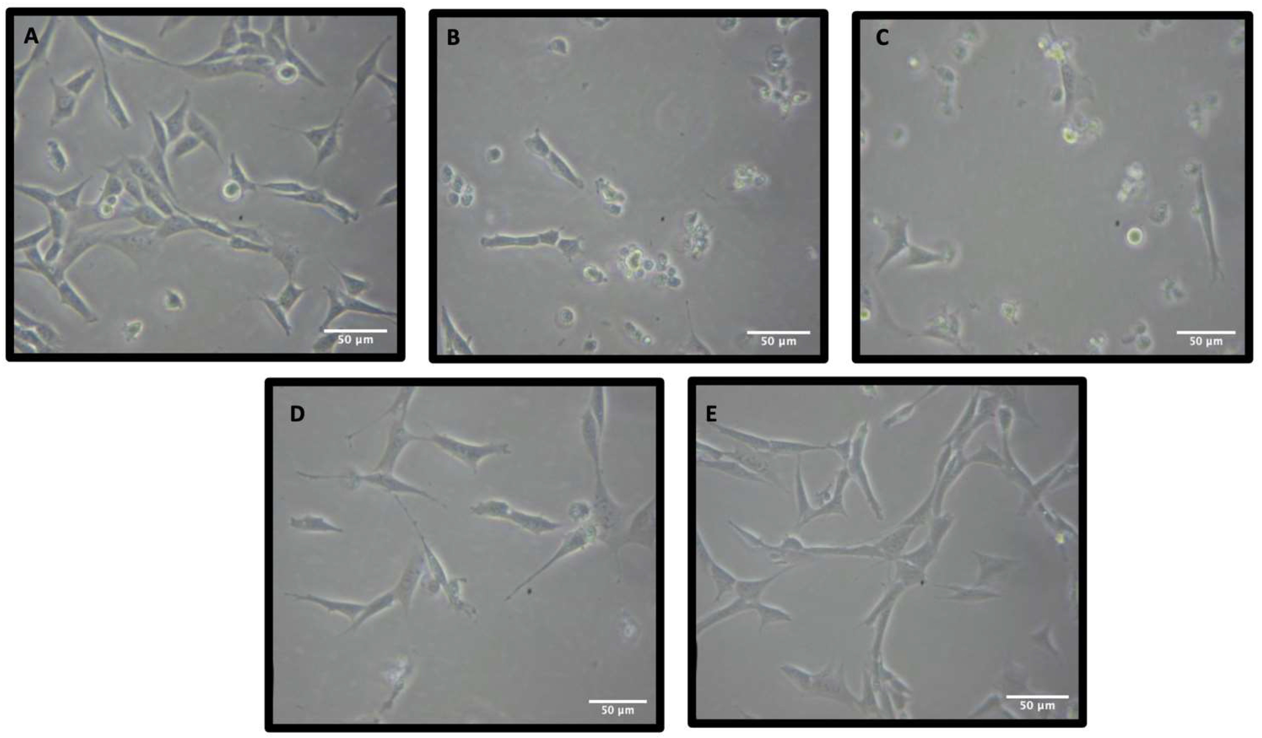 Pharmaceuticals 15 00627 g003 550