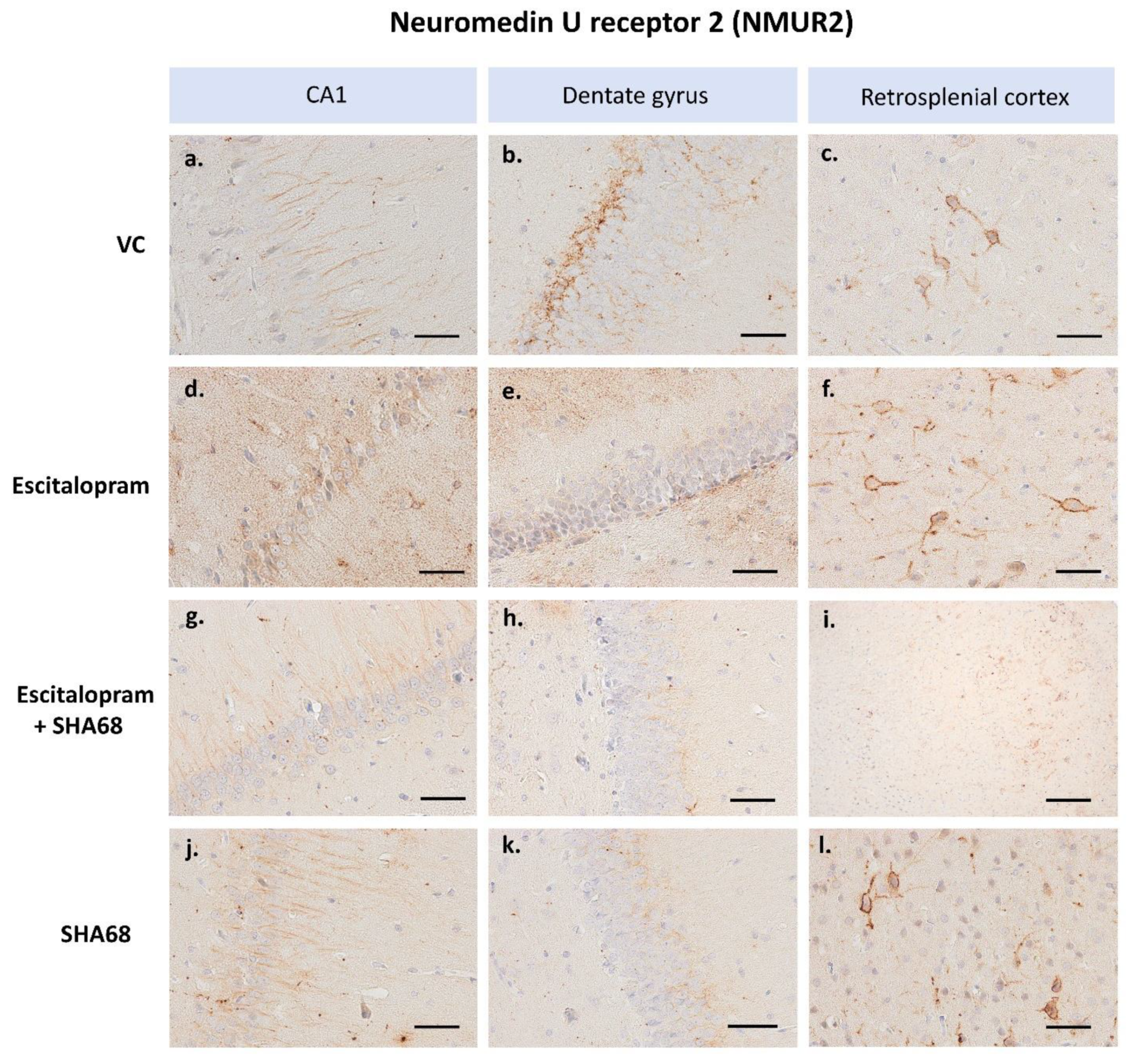 Pharmaceuticals 15 00631 g003