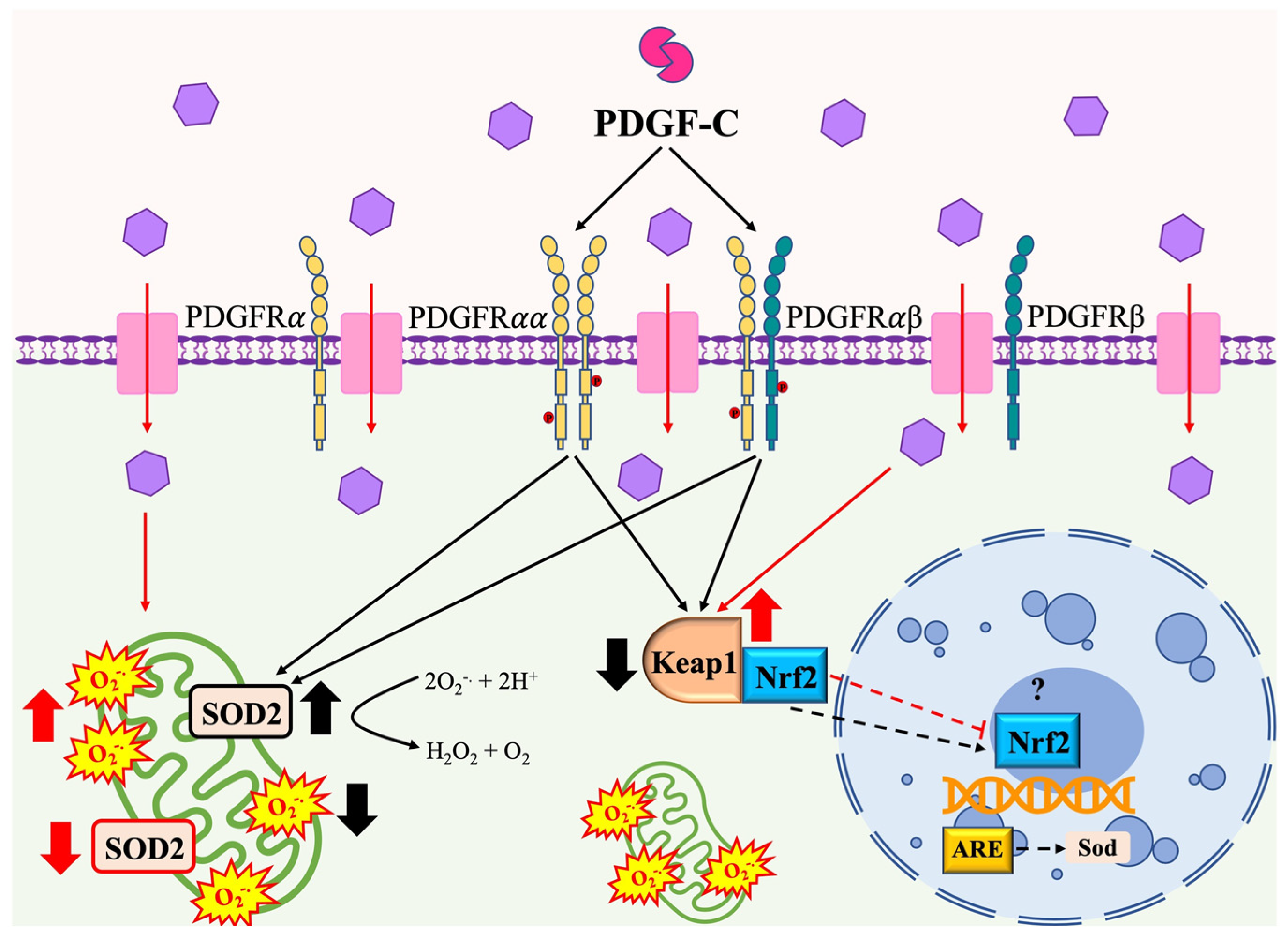 Pharmaceuticals 15 00639 g006 550
