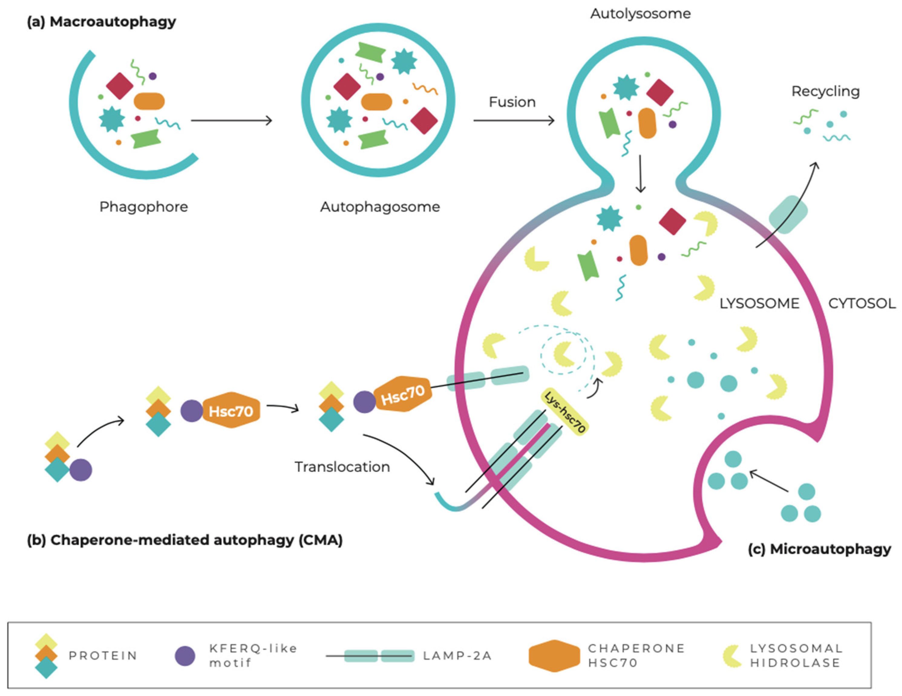 Pharmaceuticals 15 00648 g001 Pharmaceuticals 15 00648 g001