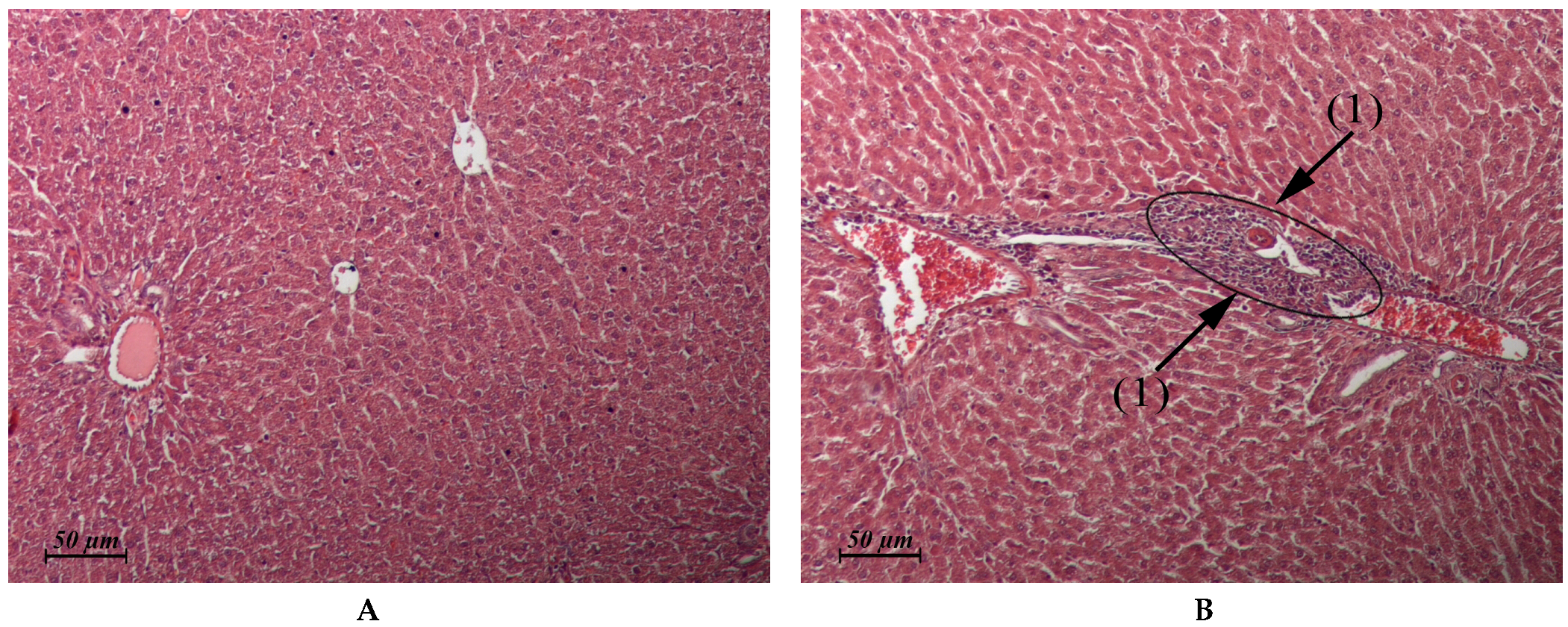 Pharmaceuticals 15 00661 g002 Pharmaceuticals 15 00661 g002