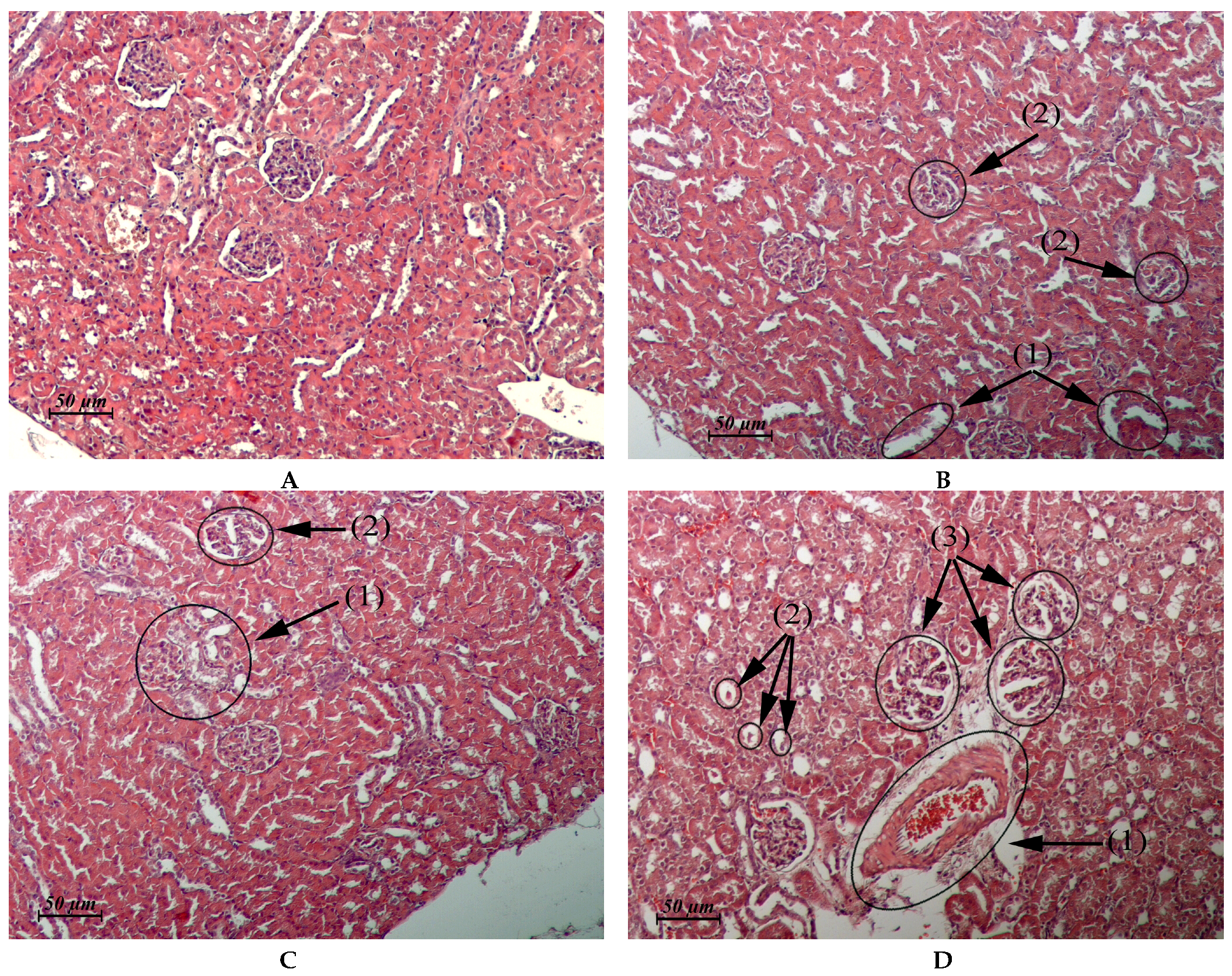 Pharmaceuticals 15 00661 g003 Pharmaceuticals 15 00661 g003
