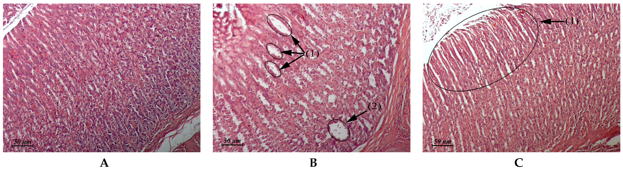 Pharmaceuticals 15 00661 g005 Pharmaceuticals 15 00661 g005