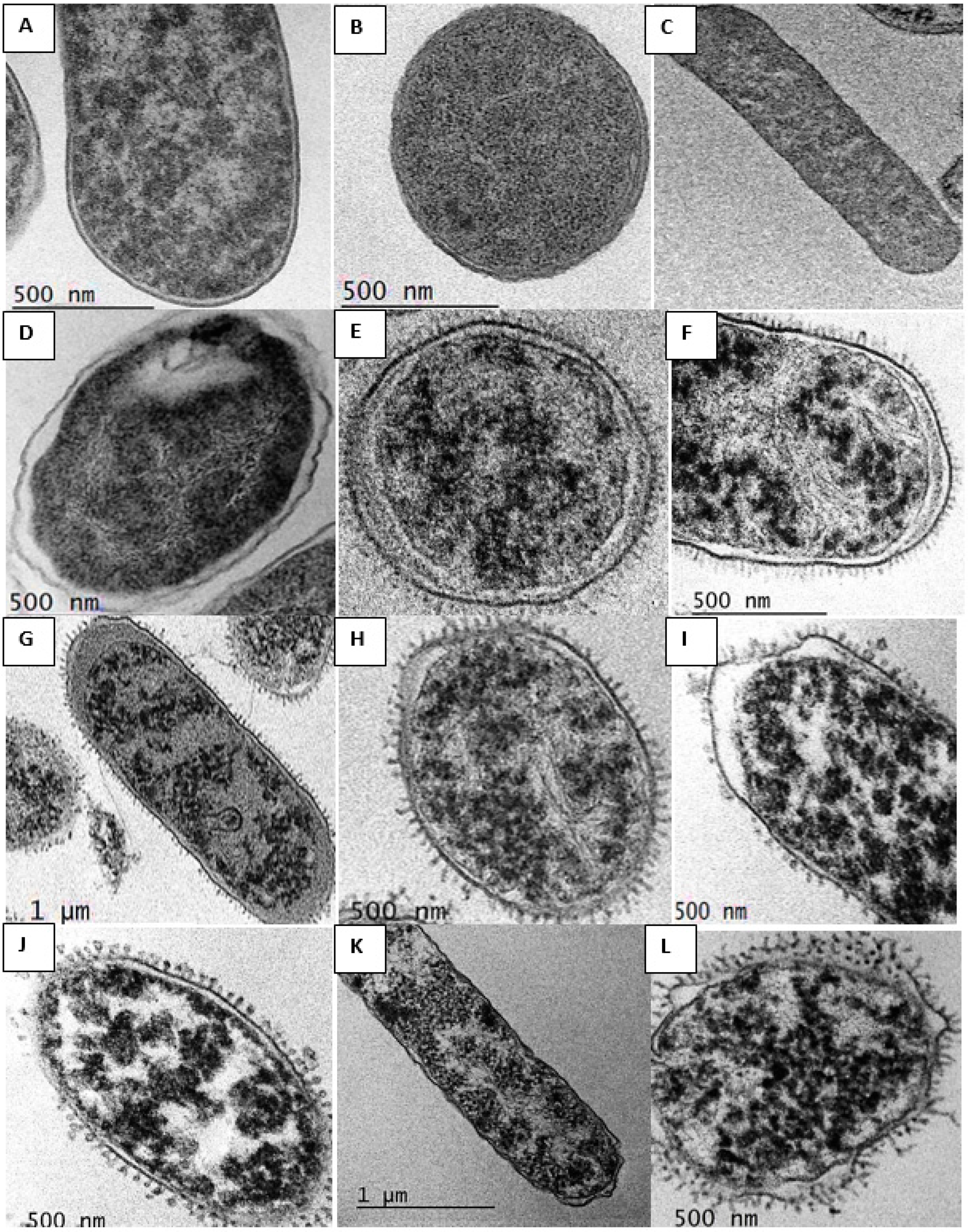 Pharmaceuticals 15 00682 g003