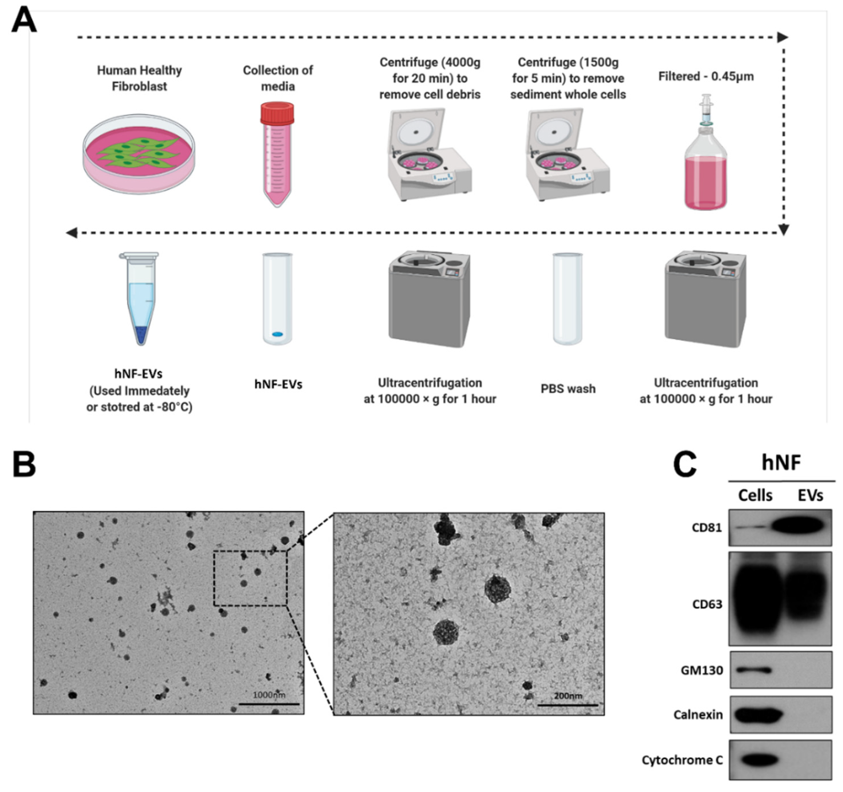 Pharmaceuticals 15 00702 g002