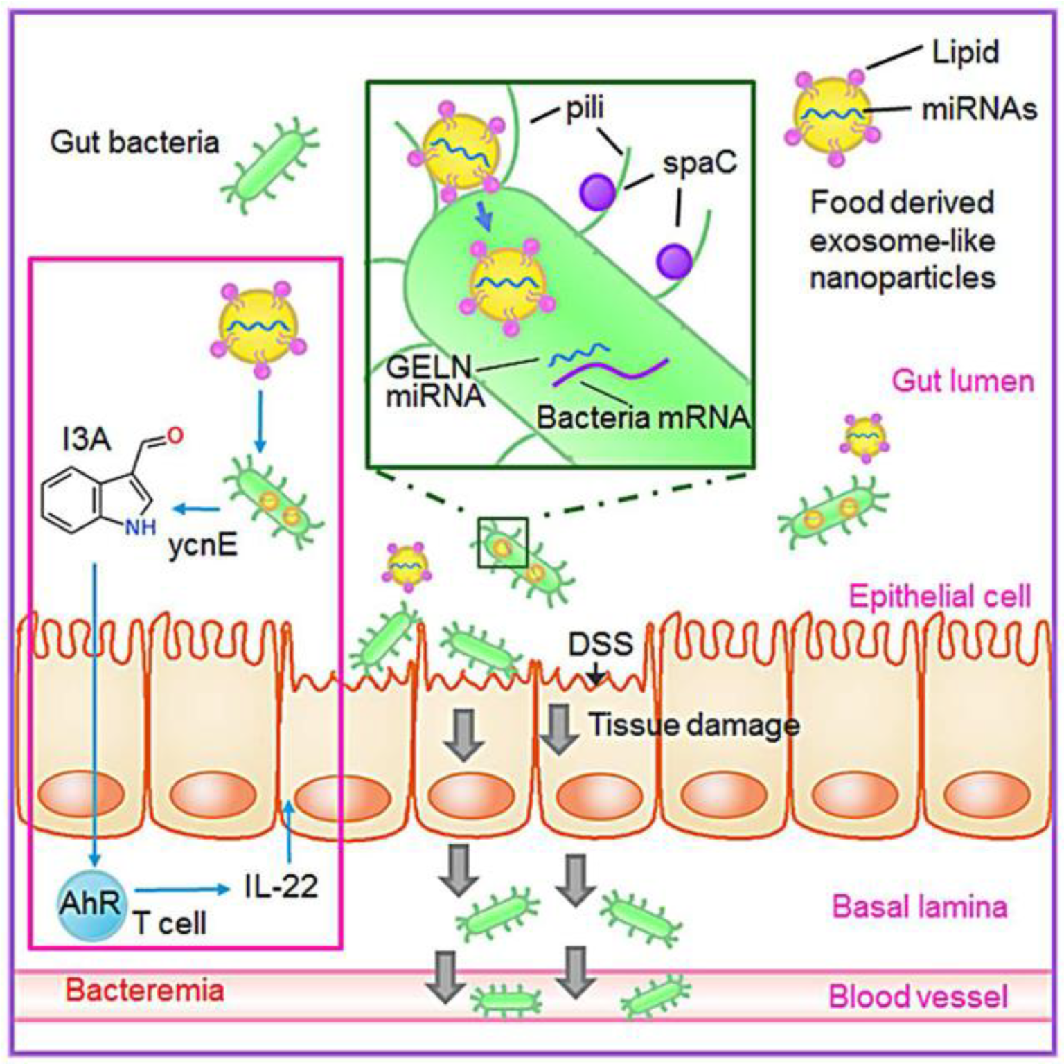 Pharmaceuticals 15 00708 g004