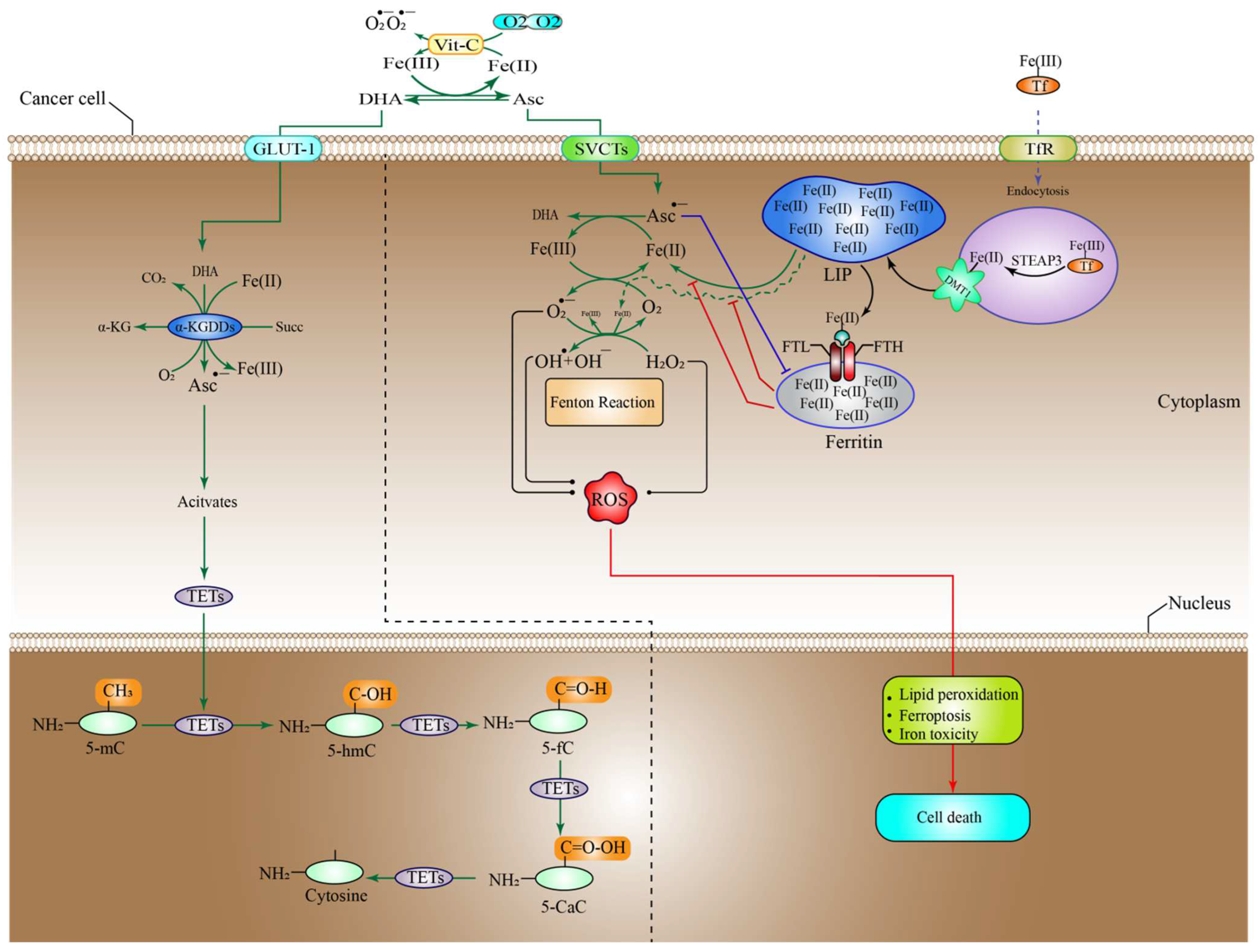 Pharmaceuticals 15 00711 g001 Pharmaceuticals 15 00711 g001