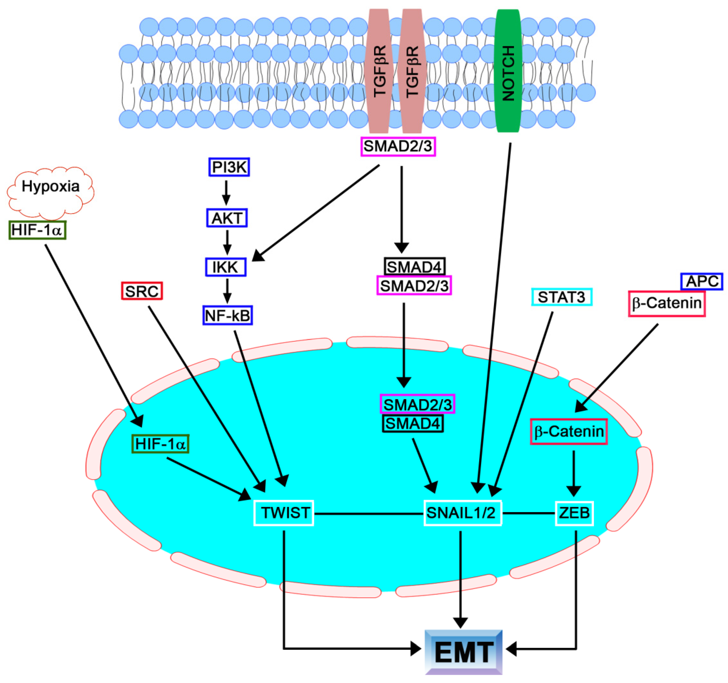 Pharmaceuticals 15 00737 g001