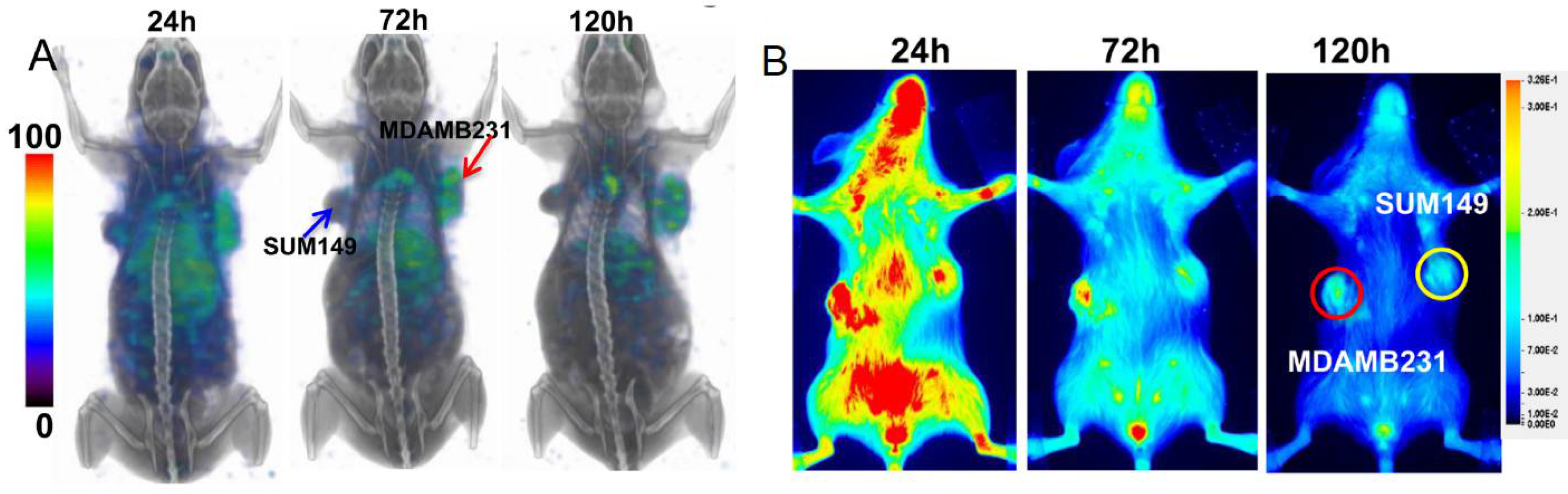 Pharmaceuticals 15 00747 g003 Pharmaceuticals 15 00747 g003