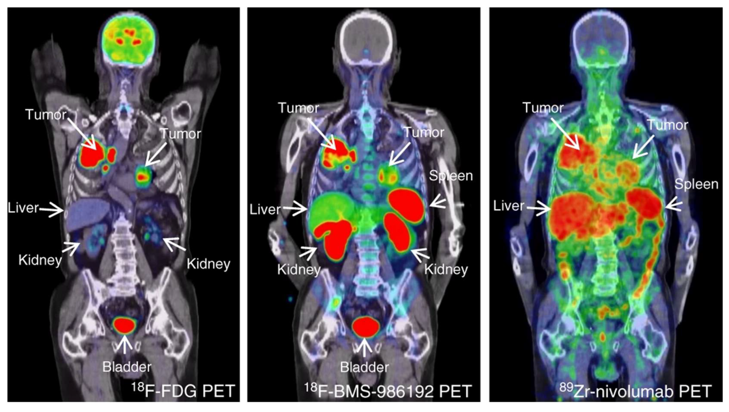 Pharmaceuticals 15 00747 g012 Pharmaceuticals 15 00747 g012