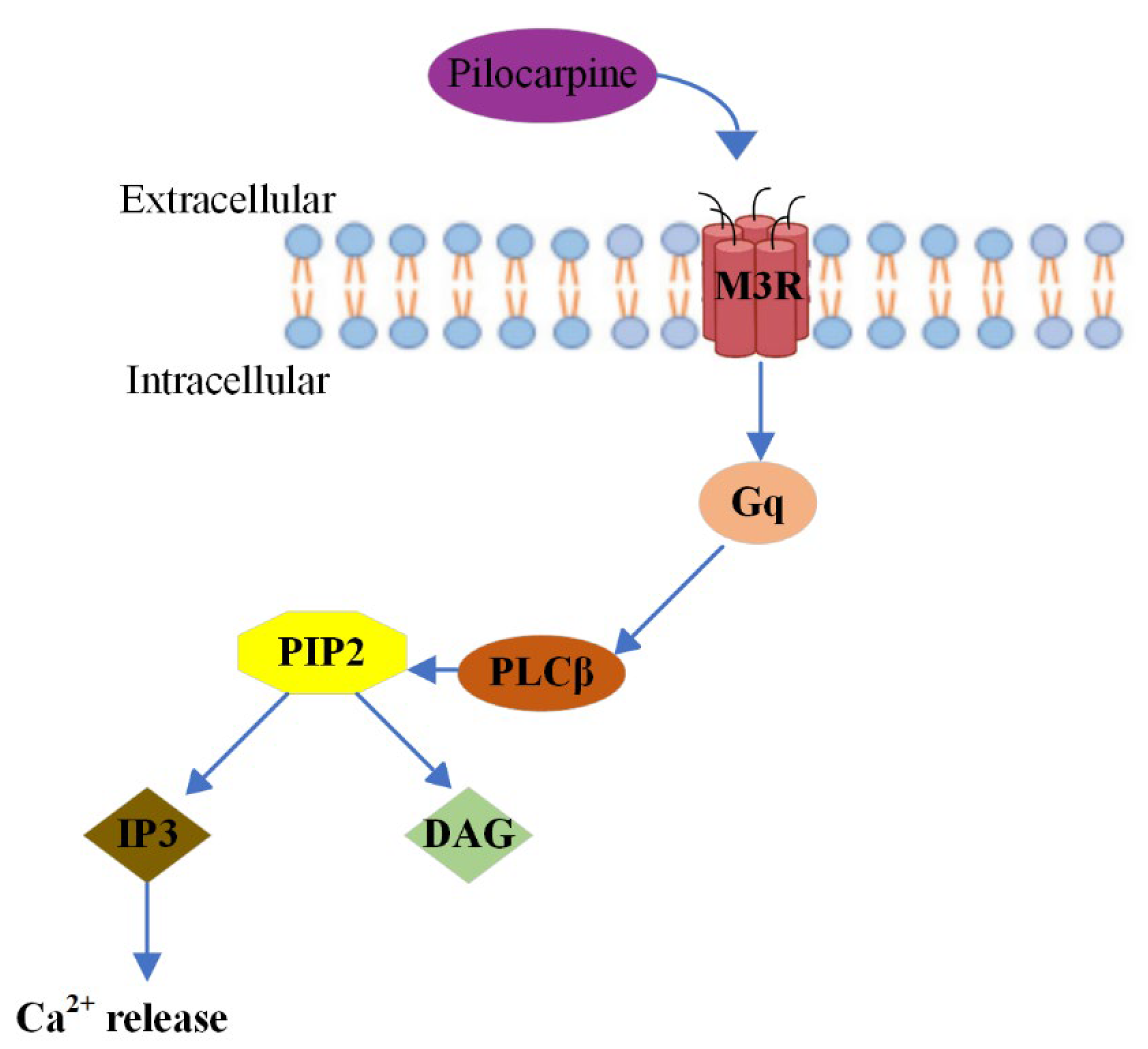 Pharmaceuticals Free FullText A Review on the Role of Pilocarpine