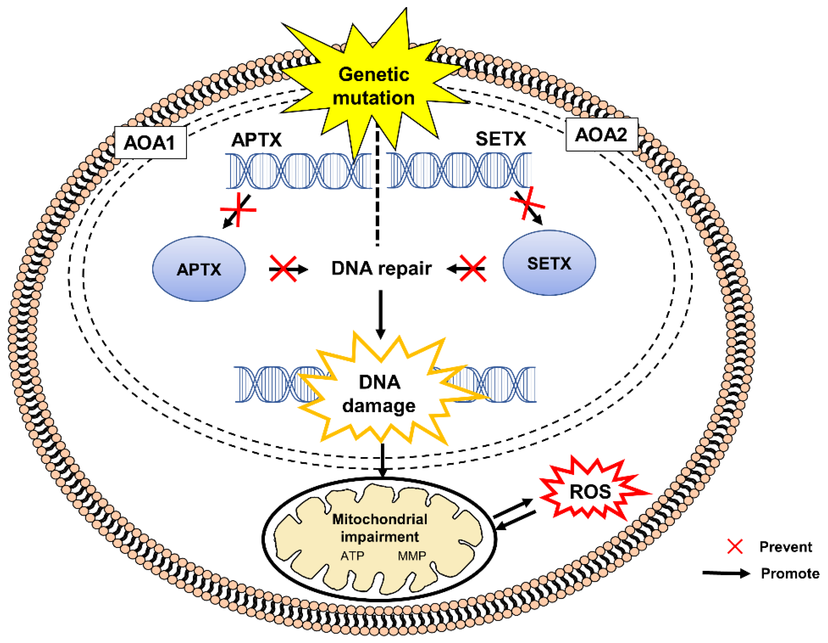 Pharmaceuticals 15 00764 g002 Pharmaceuticals 15 00764 g002