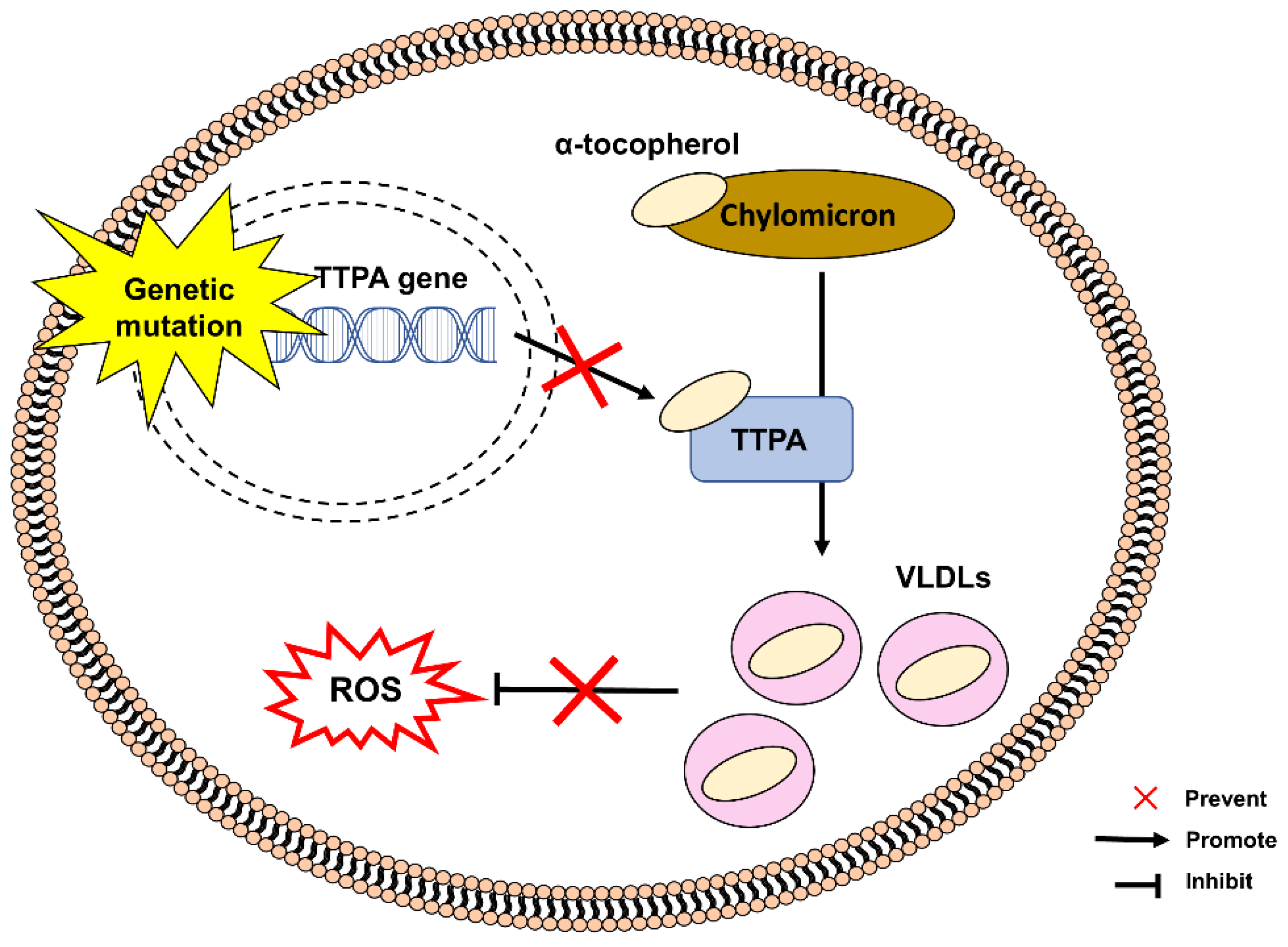 Pharmaceuticals 15 00764 g003 Pharmaceuticals 15 00764 g003