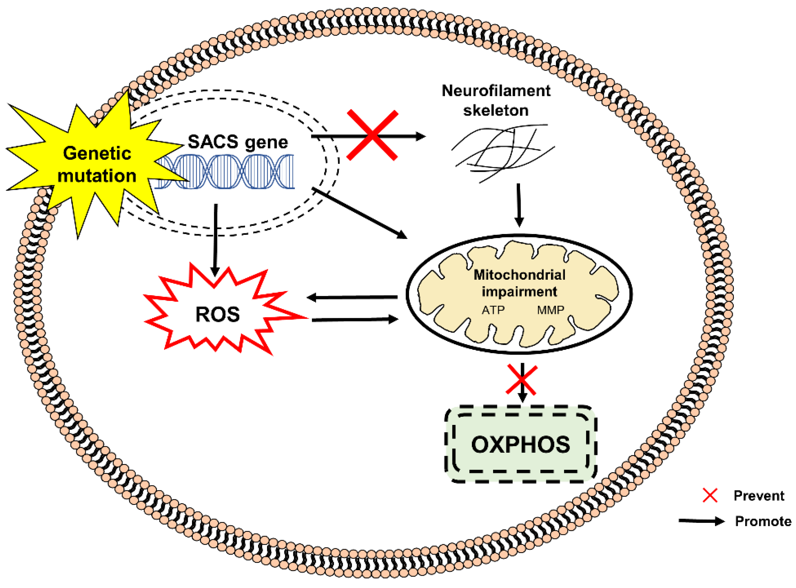 Pharmaceuticals 15 00764 g004 Pharmaceuticals 15 00764 g004