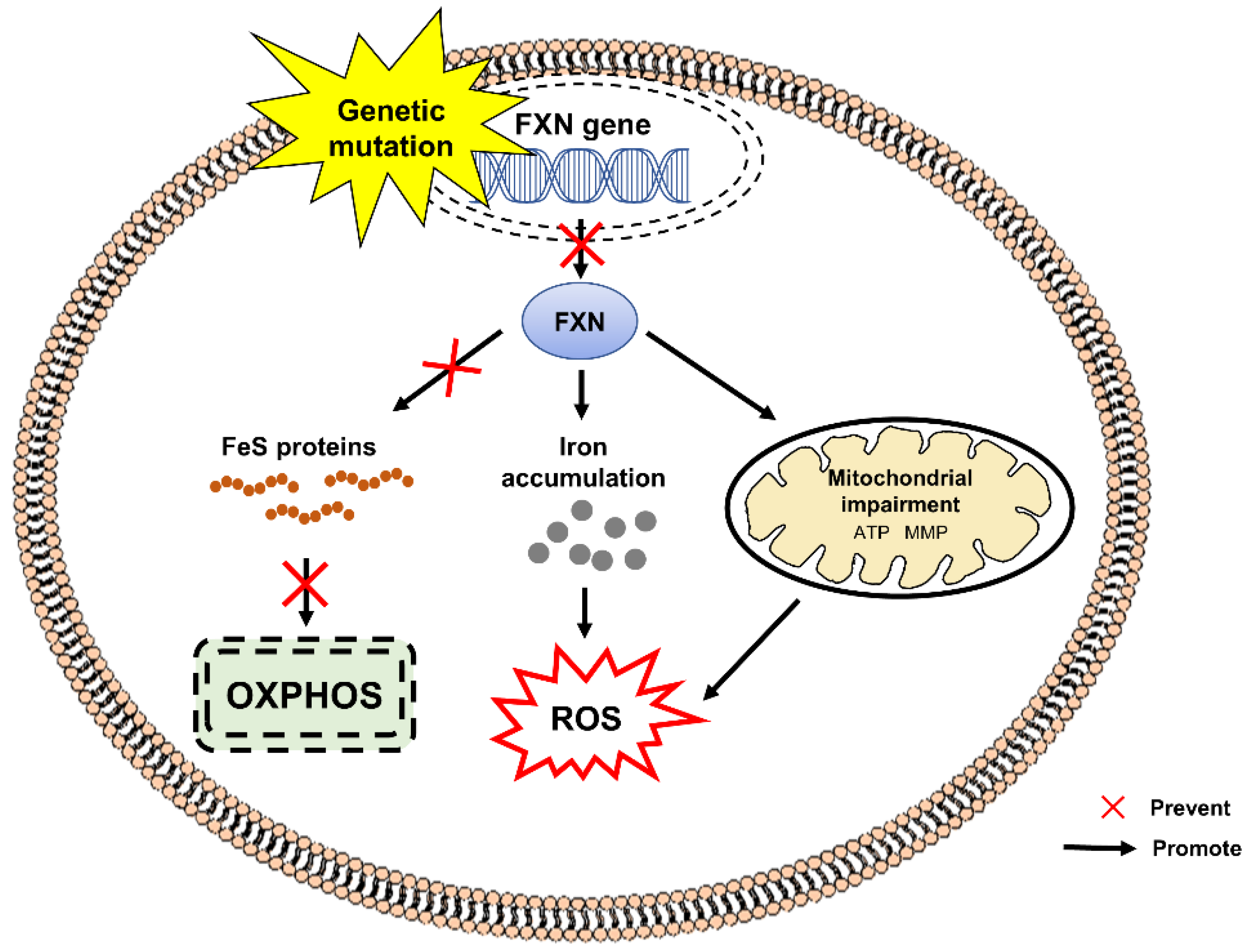 Pharmaceuticals 15 00764 g005 Pharmaceuticals 15 00764 g005