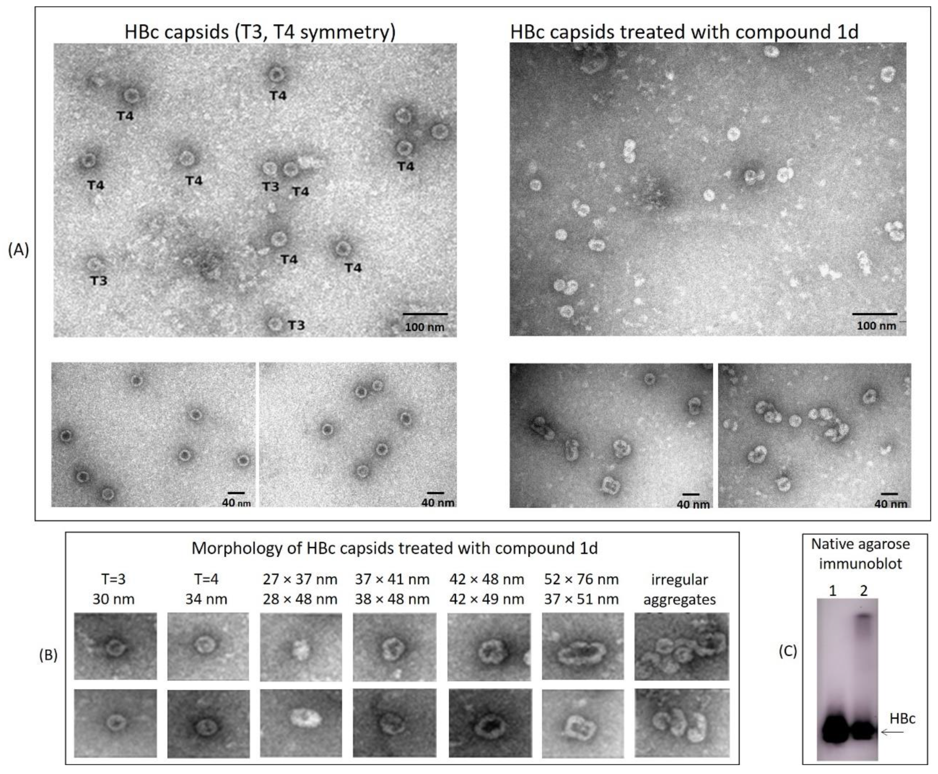 Pharmaceuticals 15 00773 g011 550