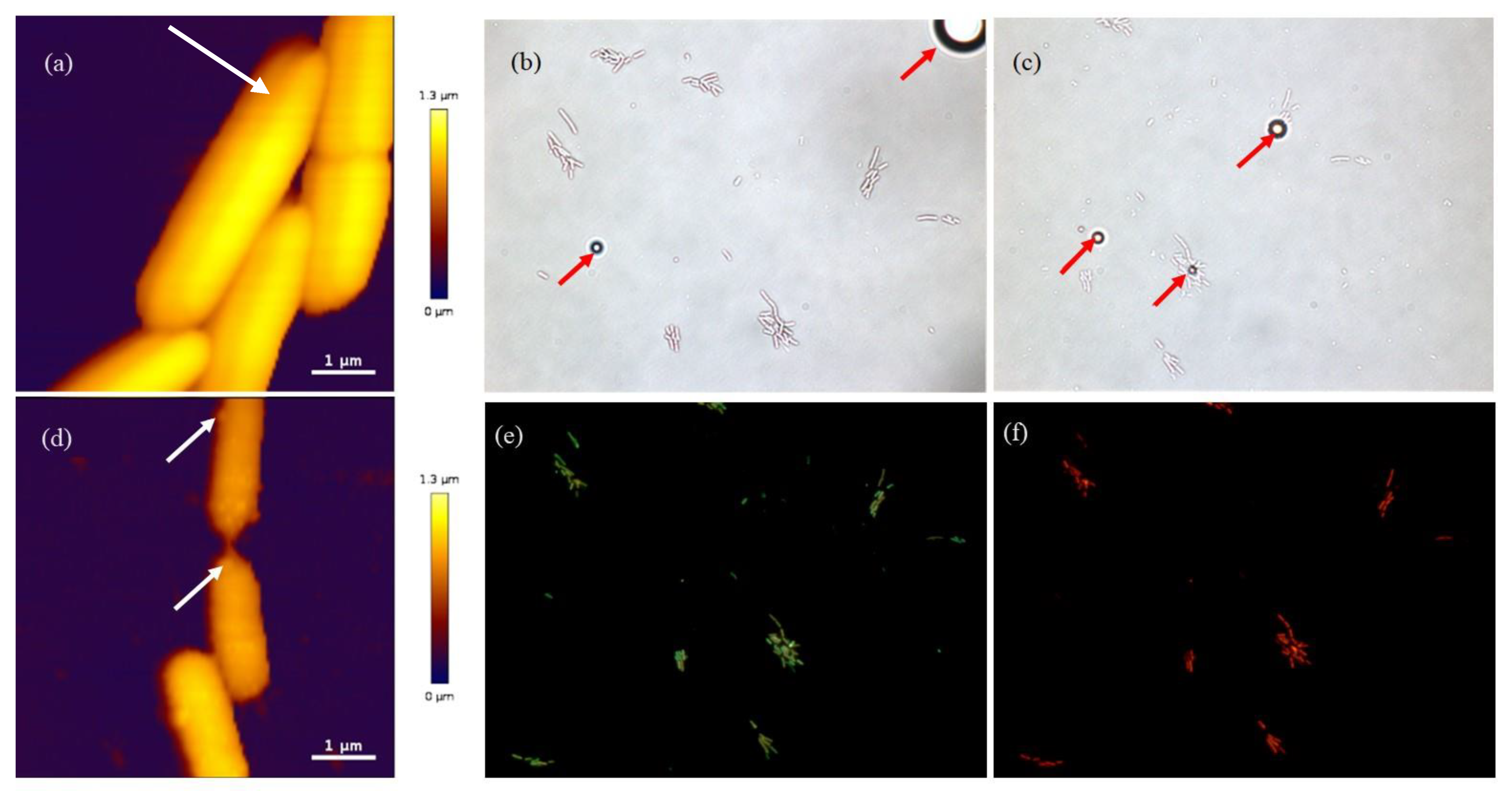 Pharmaceuticals 15 00775 g004