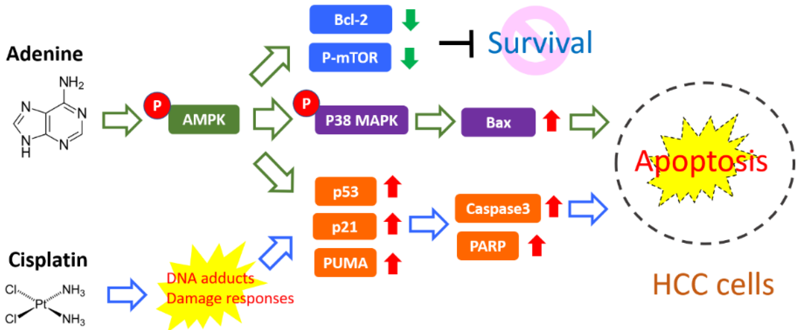 Pharmaceuticals 15 00795 g007