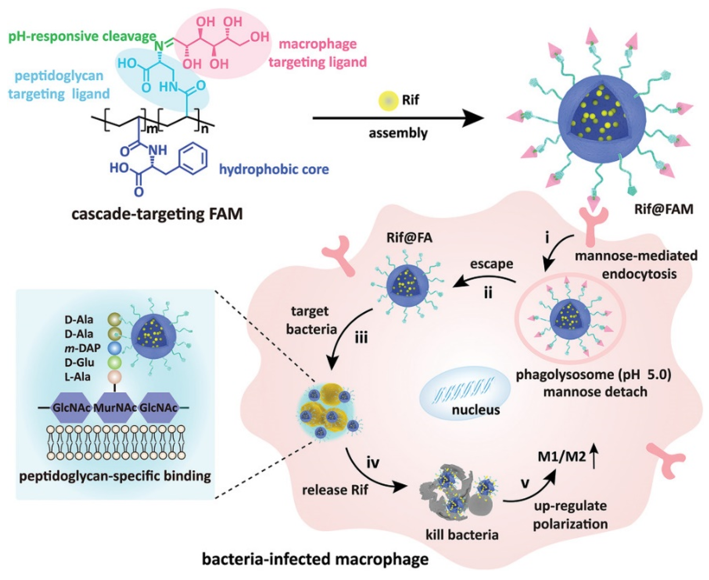 Pharmaceuticals 15 00804 g003