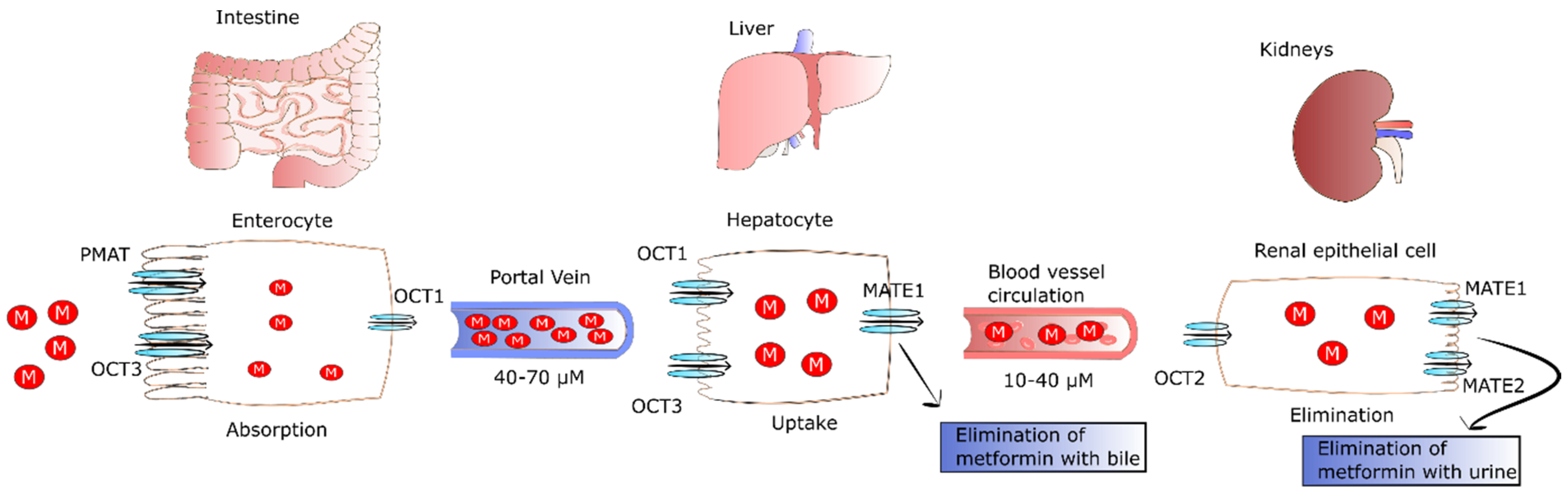 metformin cheap