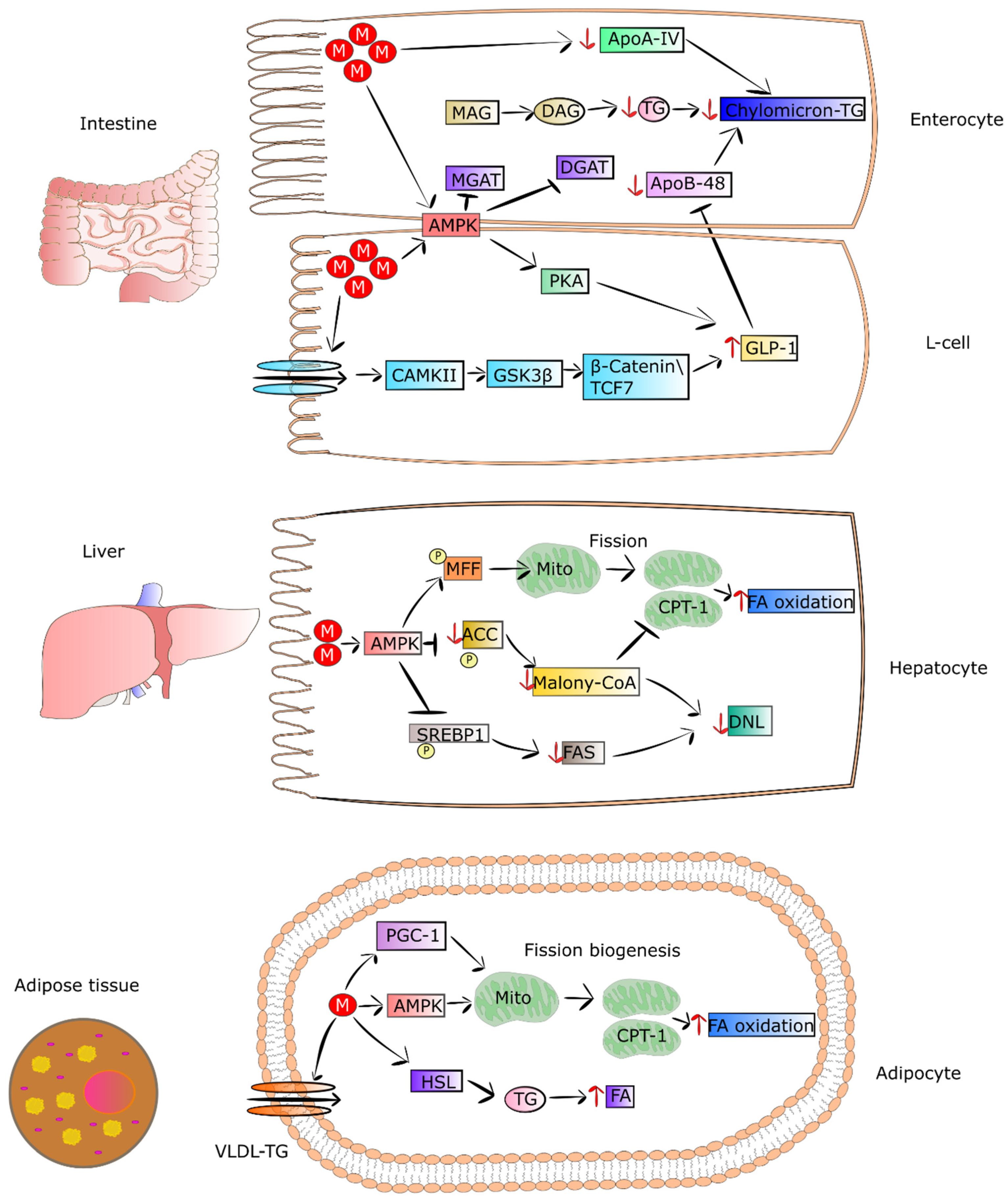 Pharmaceuticals 15 00810 g002 Pharmaceuticals 15 00810 g002