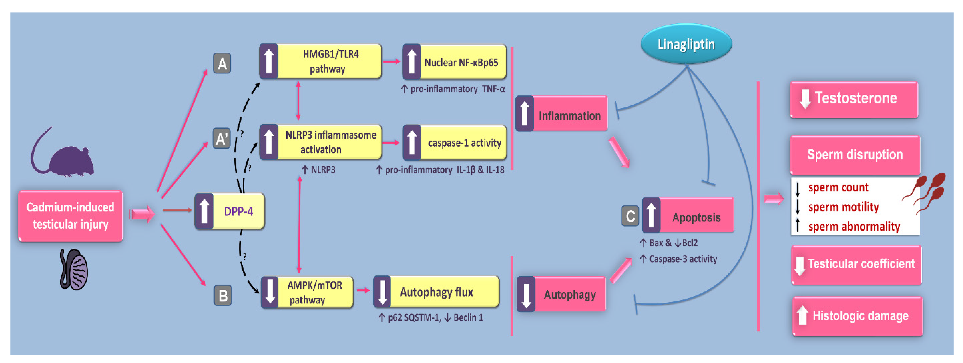 Pharmaceuticals 15 00852 g011