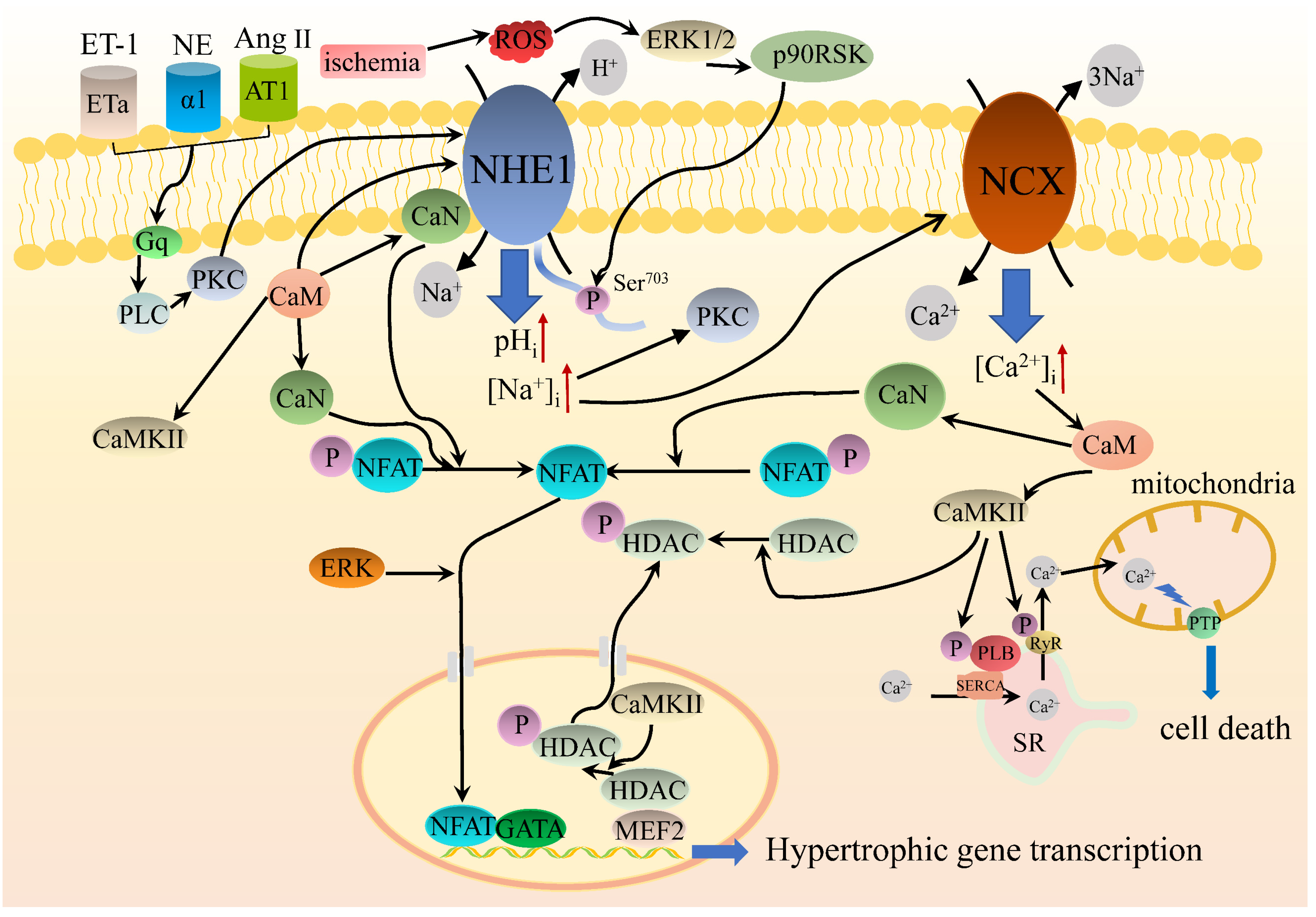 Pharmaceuticals 15 00875 g002