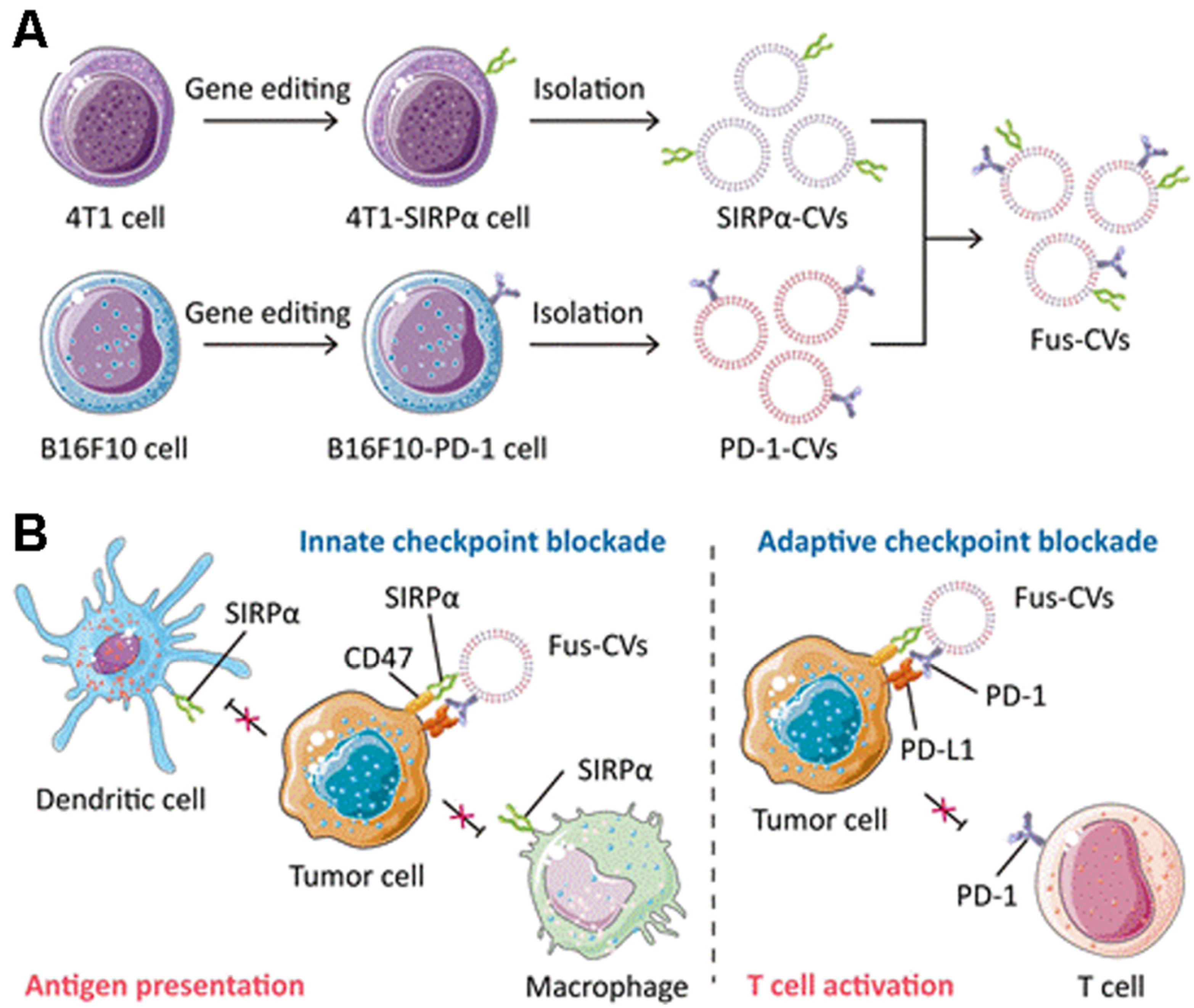 Pharmaceuticals 15 00876 g004 550