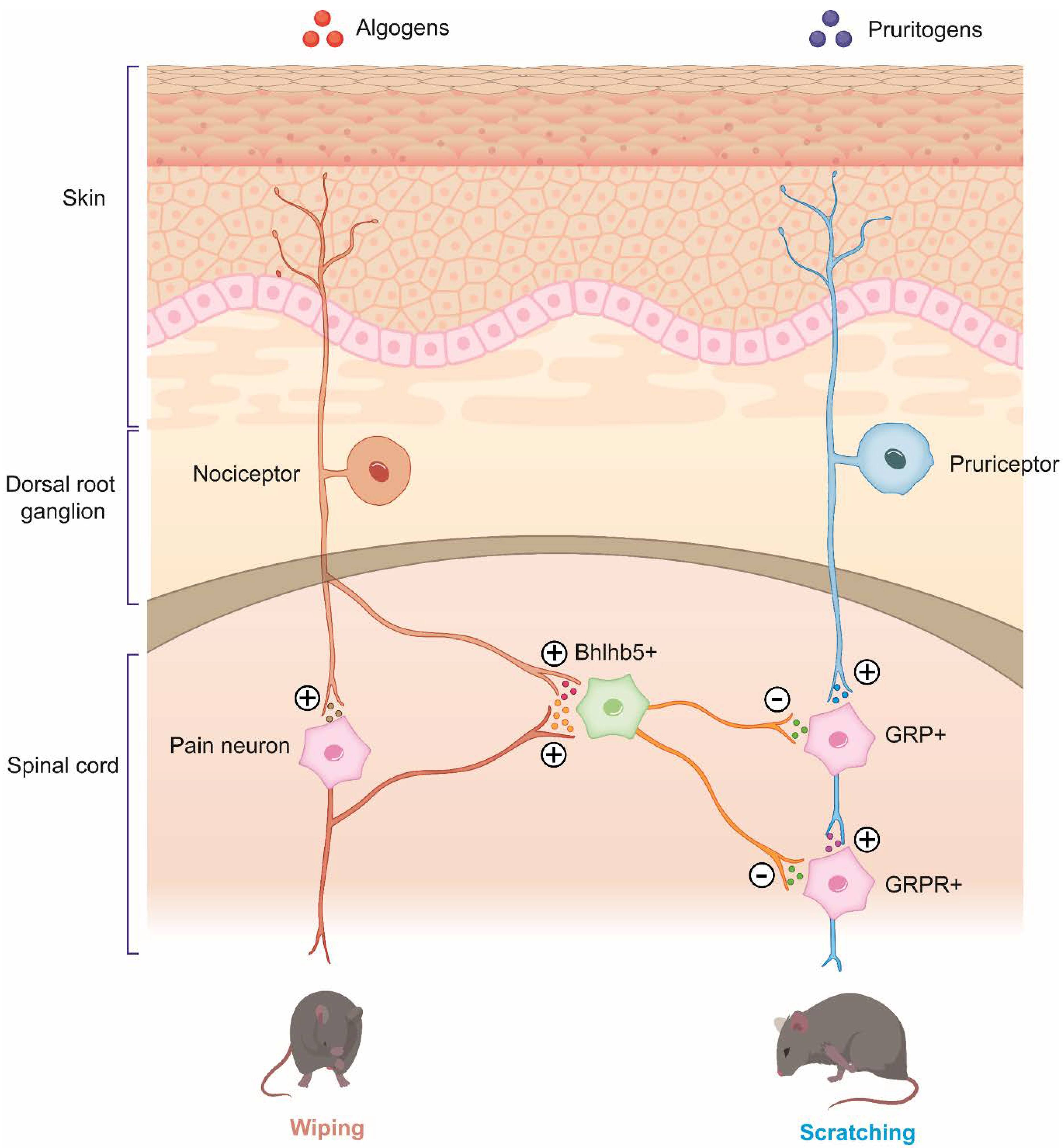 Pharmaceuticals 15 00892 g001 Pharmaceuticals 15 00892 g001