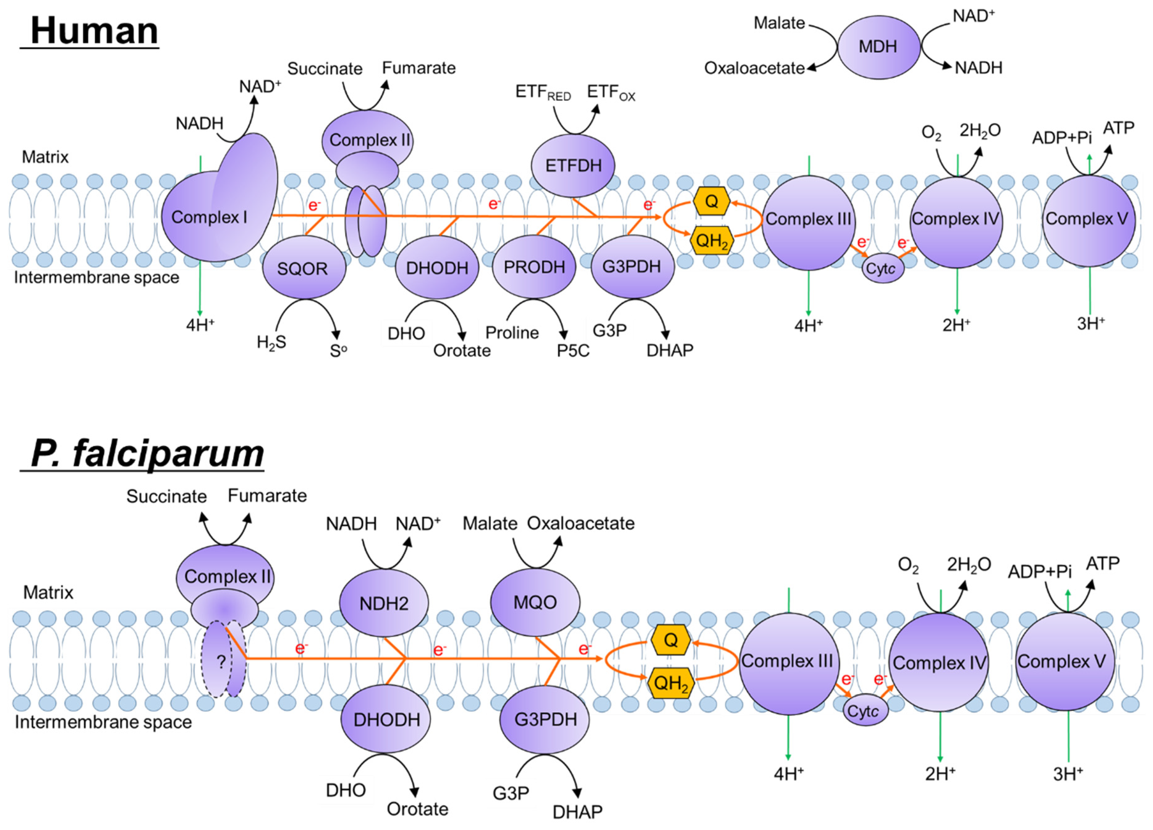 Pharmaceuticals 15 00903 g001 Pharmaceuticals 15 00903 g001