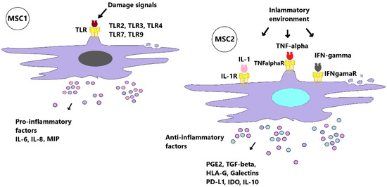 Interaction between Mesenchymal Stem Cells and the Immune System in ...