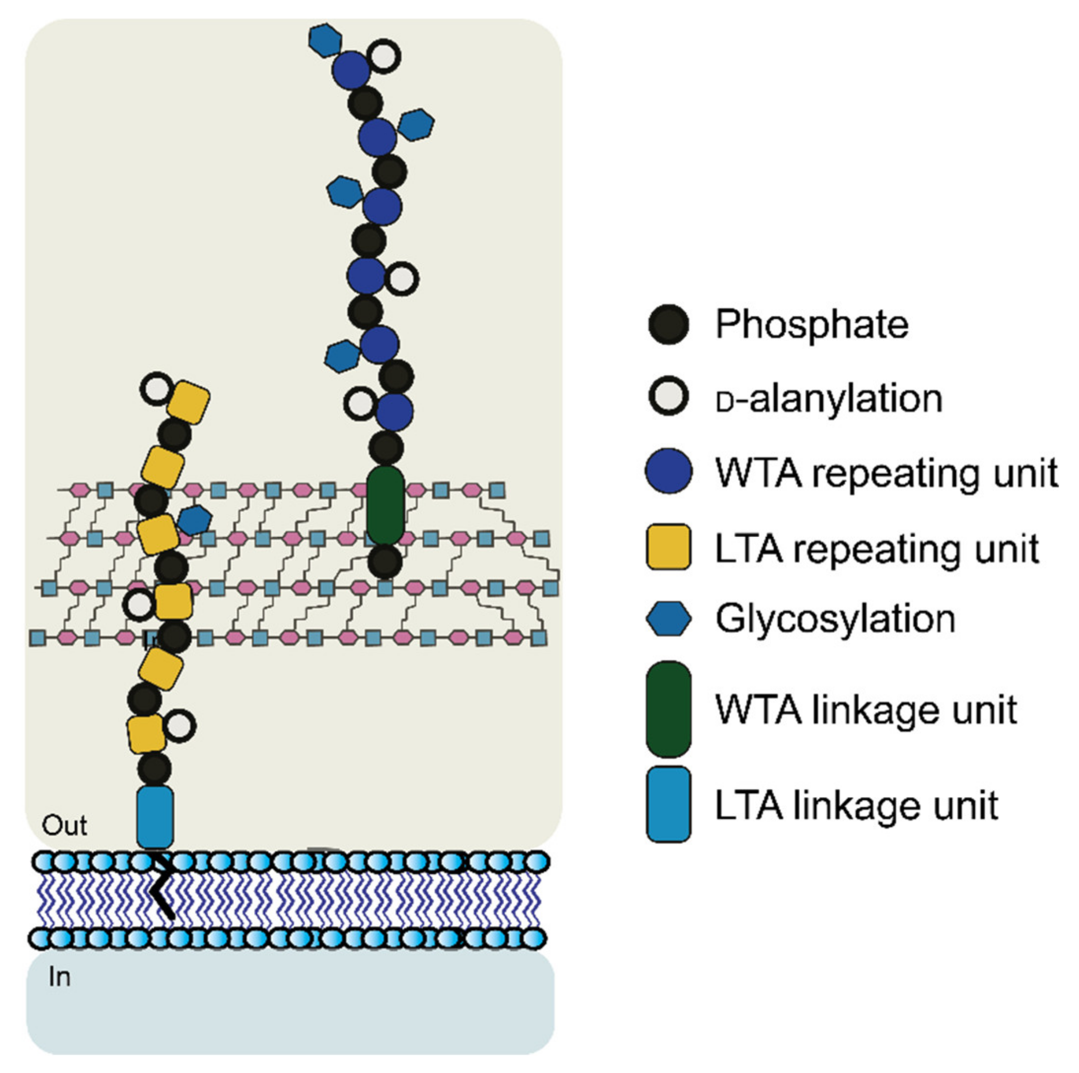 Pharmaceuticals 15 00942 g005 Pharmaceuticals 15 00942 g005