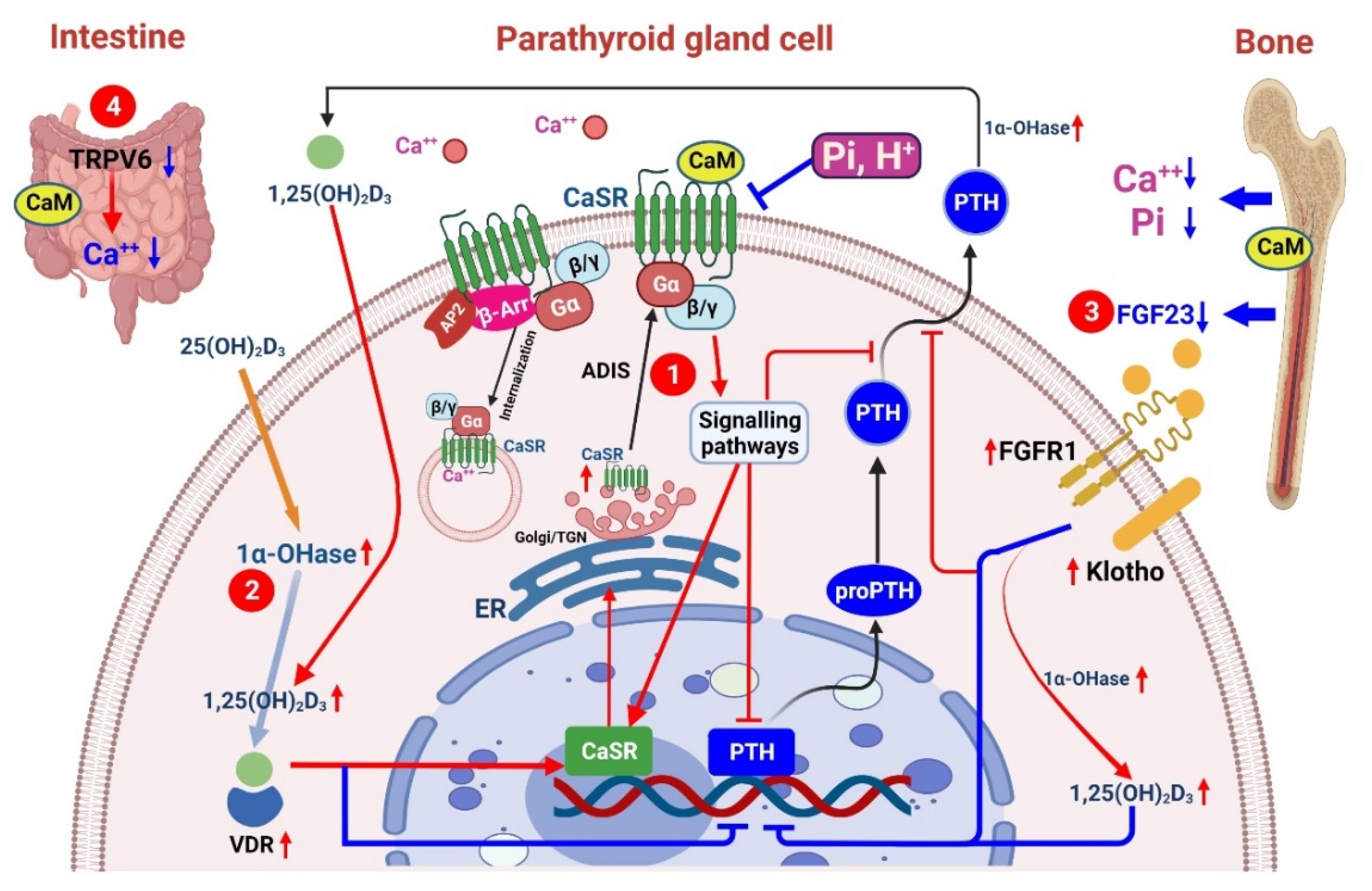 Pharmaceuticals 15 00952 g001