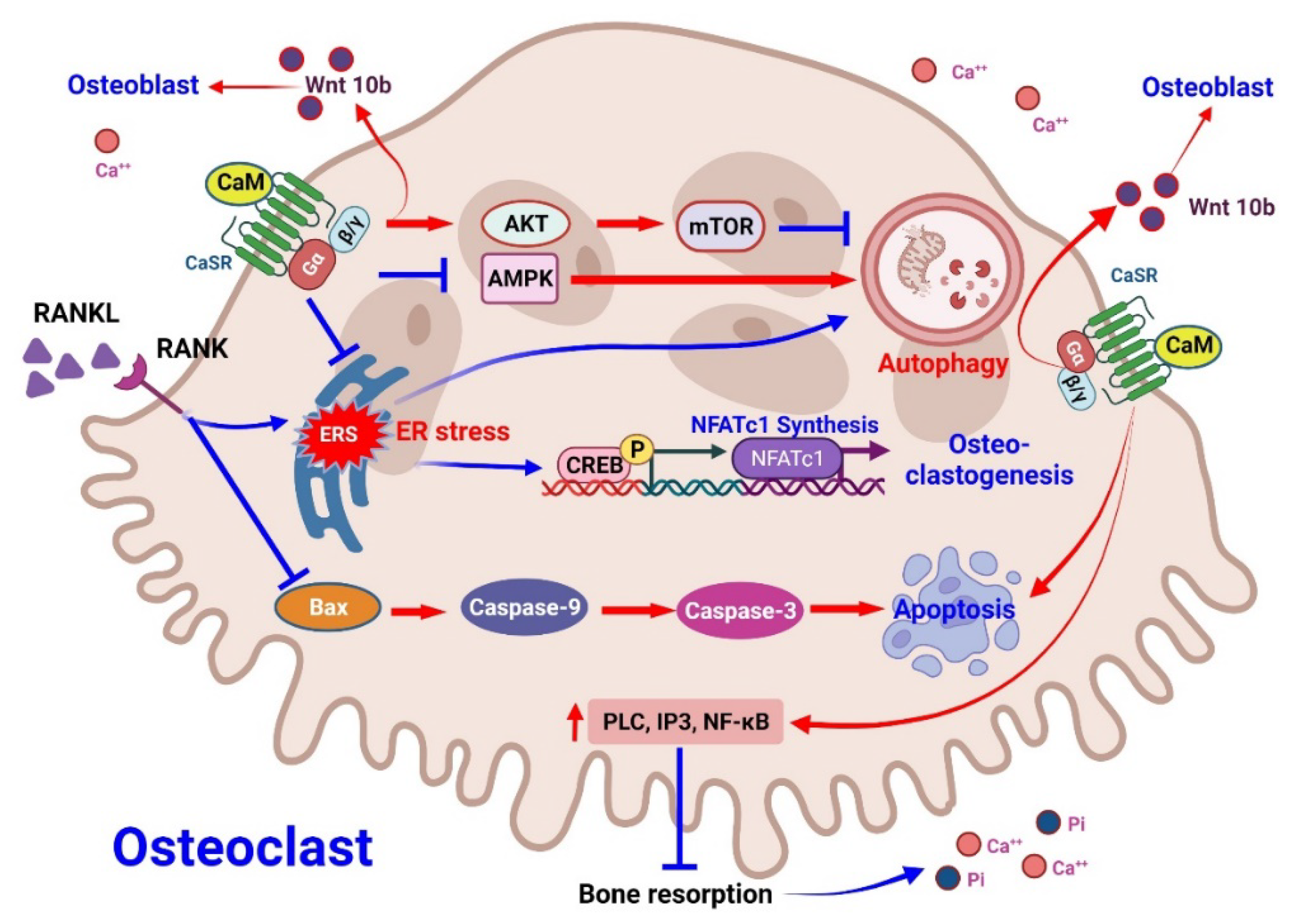 Pharmaceuticals 15 00952 g002