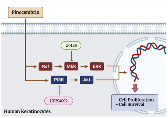 Pharmacological Application of Pinocembrin