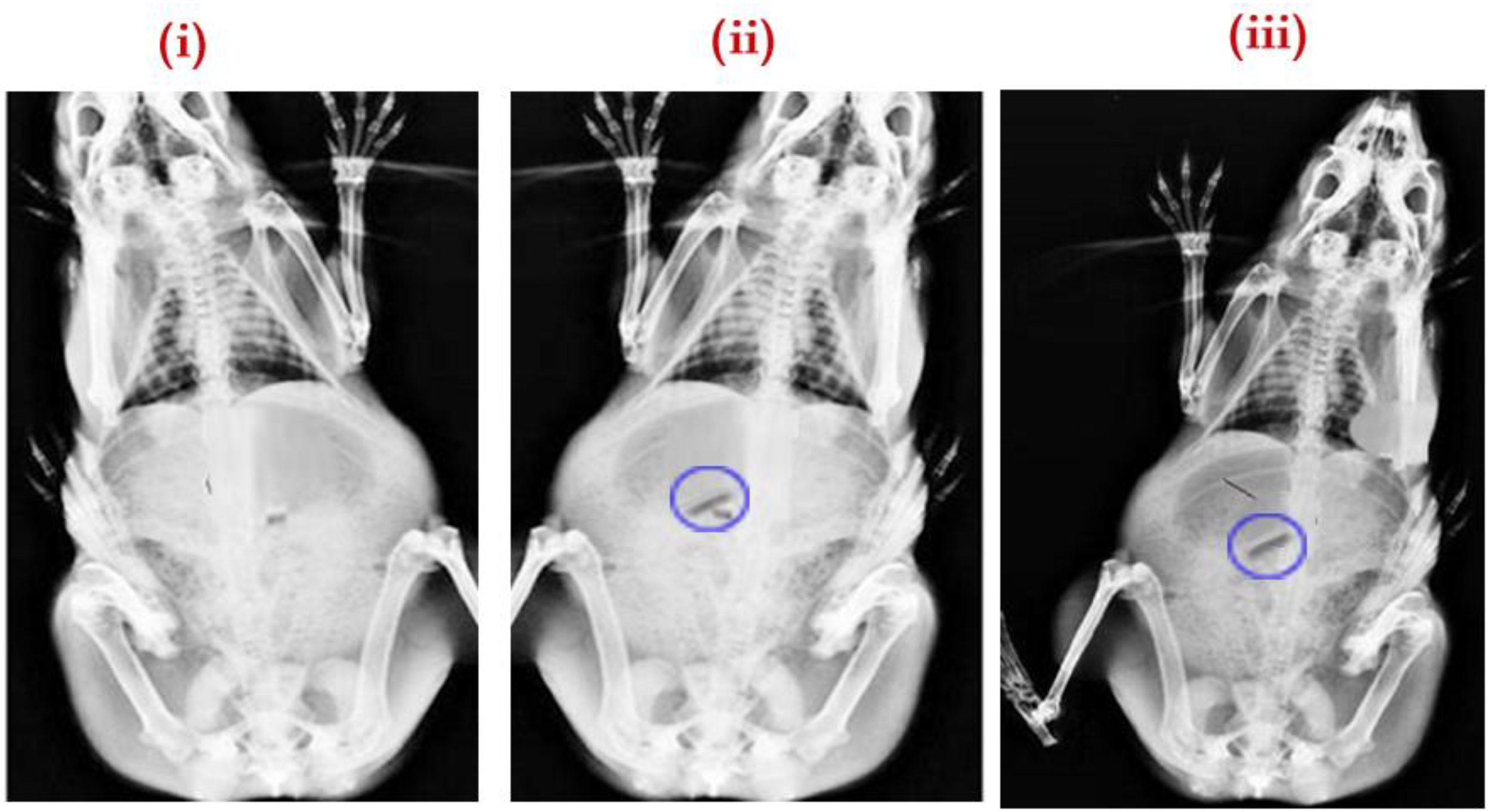 Pharmaceuticals 15 00981 g011