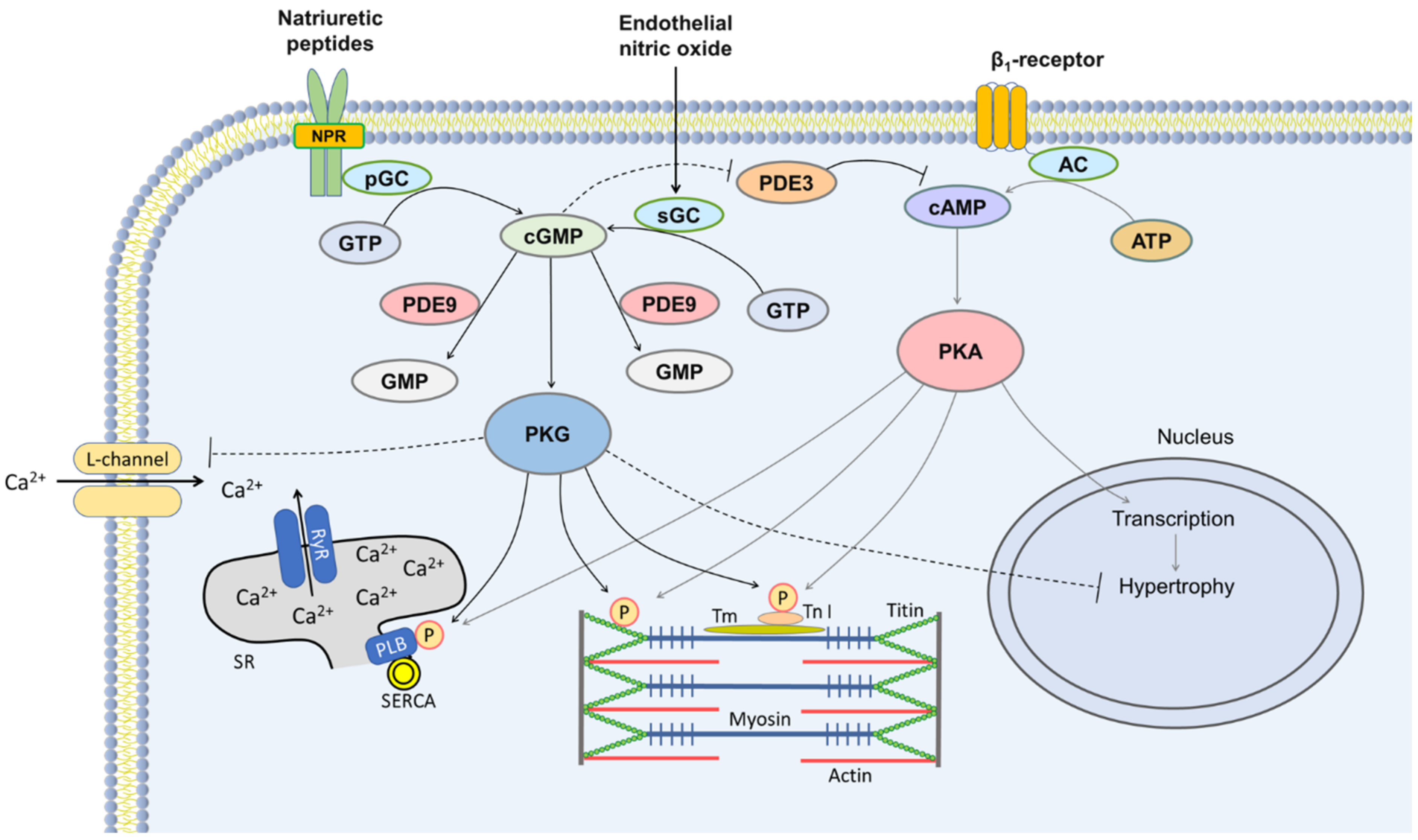 Pharmaceuticals 15 01024 g002 Pharmaceuticals 15 01024 g002