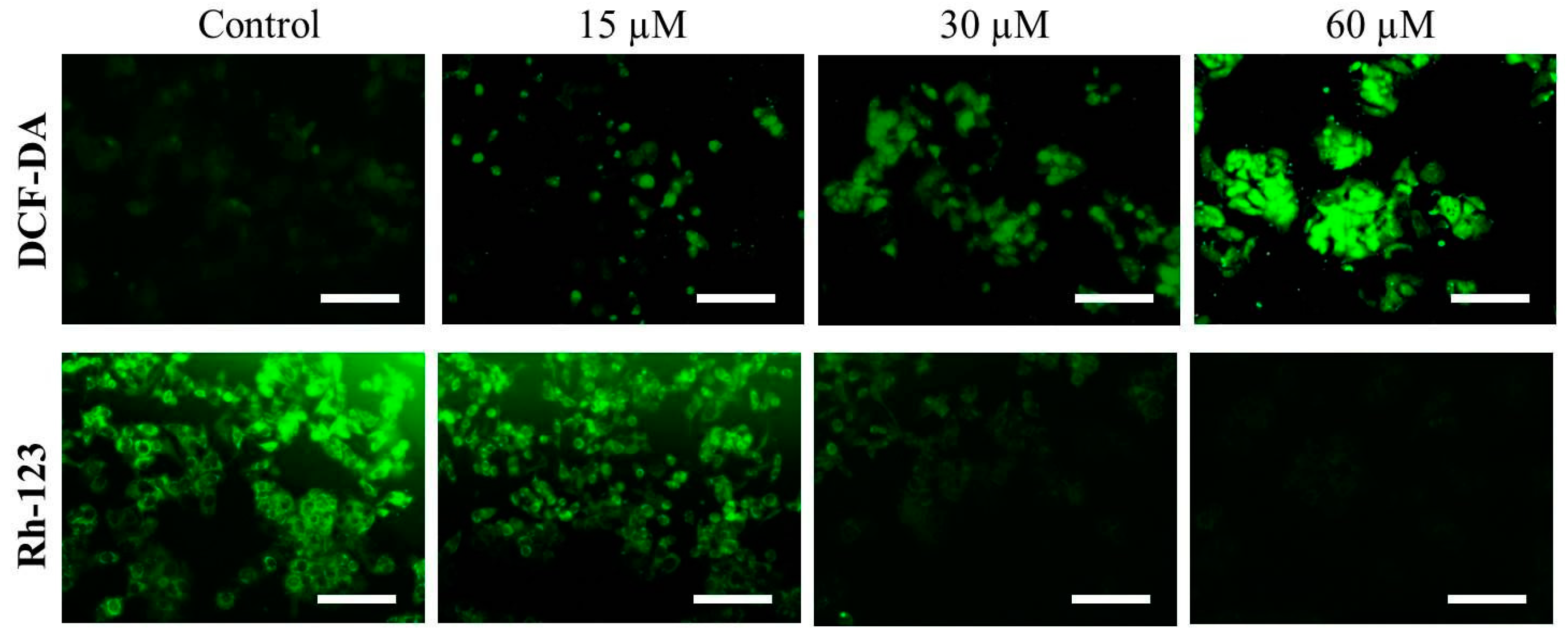 Pharmaceuticals 15 01070 g005