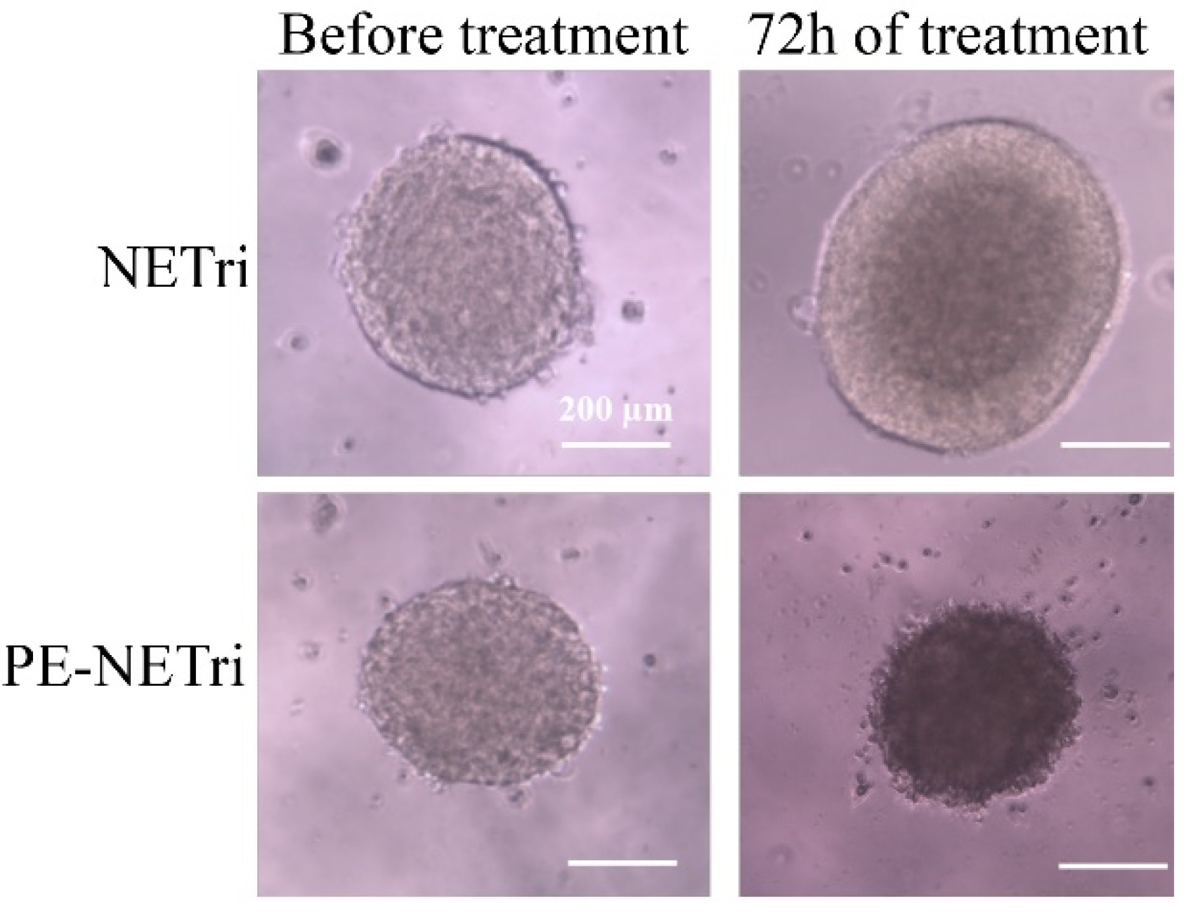 Pharmaceuticals 15 01110 g006